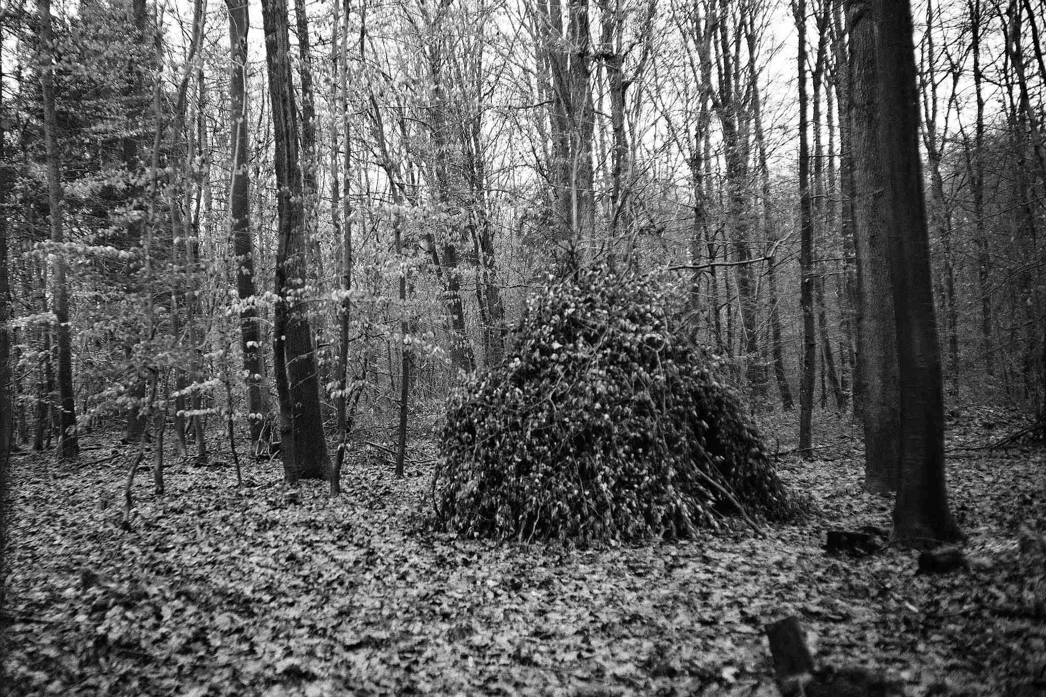 2017 12 21 bessarf 3 24341521507 o