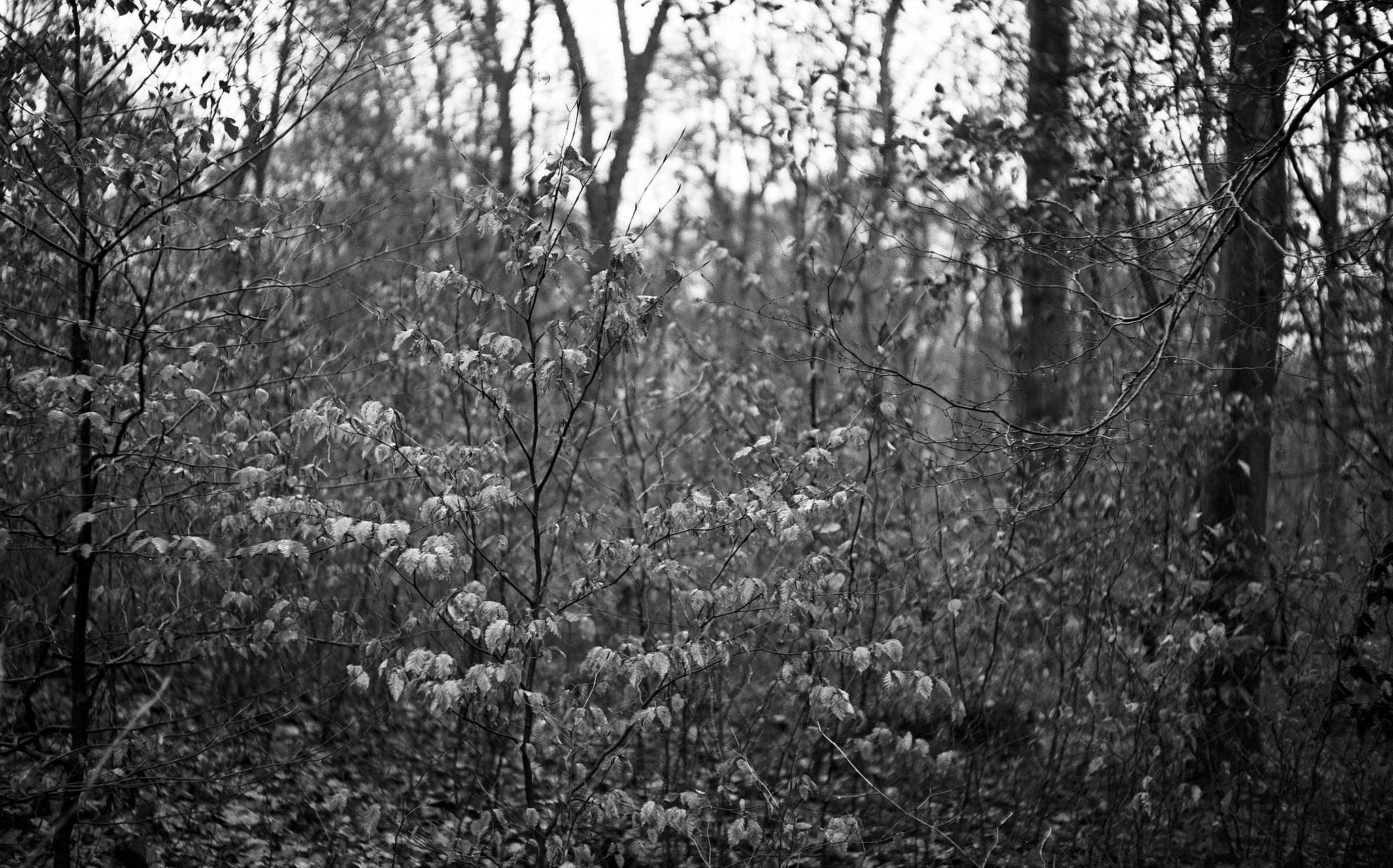 2017 12 21 bessarf 4 39202540751 o