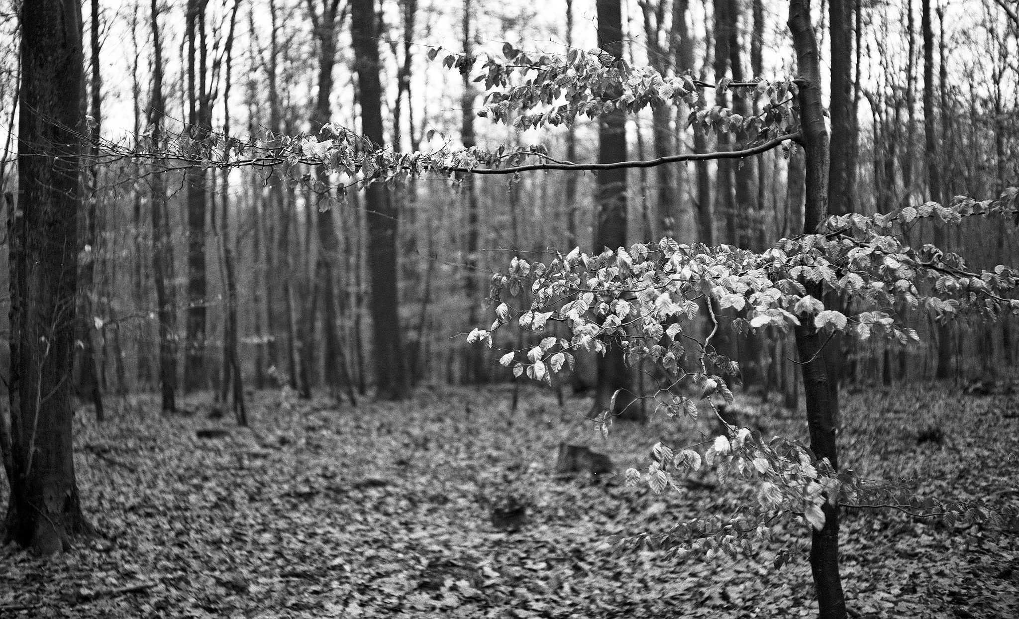 2017 12 21 bessarf 6 38495299584 o