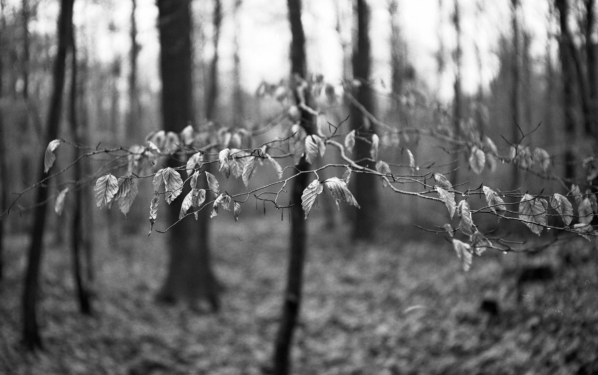 2017 12 21 bessarf 7 38495308494 o