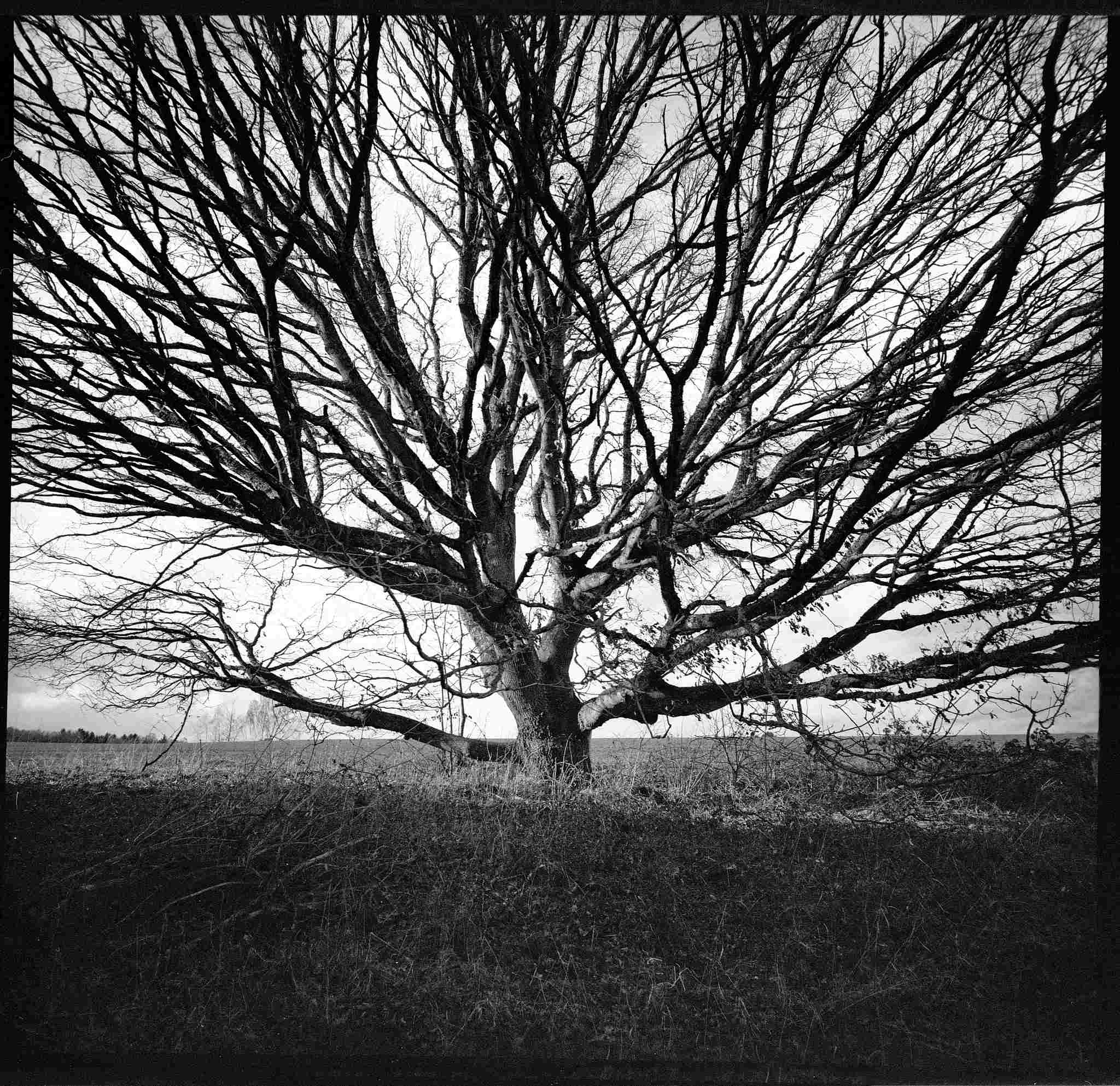 2018 03 08 lomo lca 120  06 40750579121 o