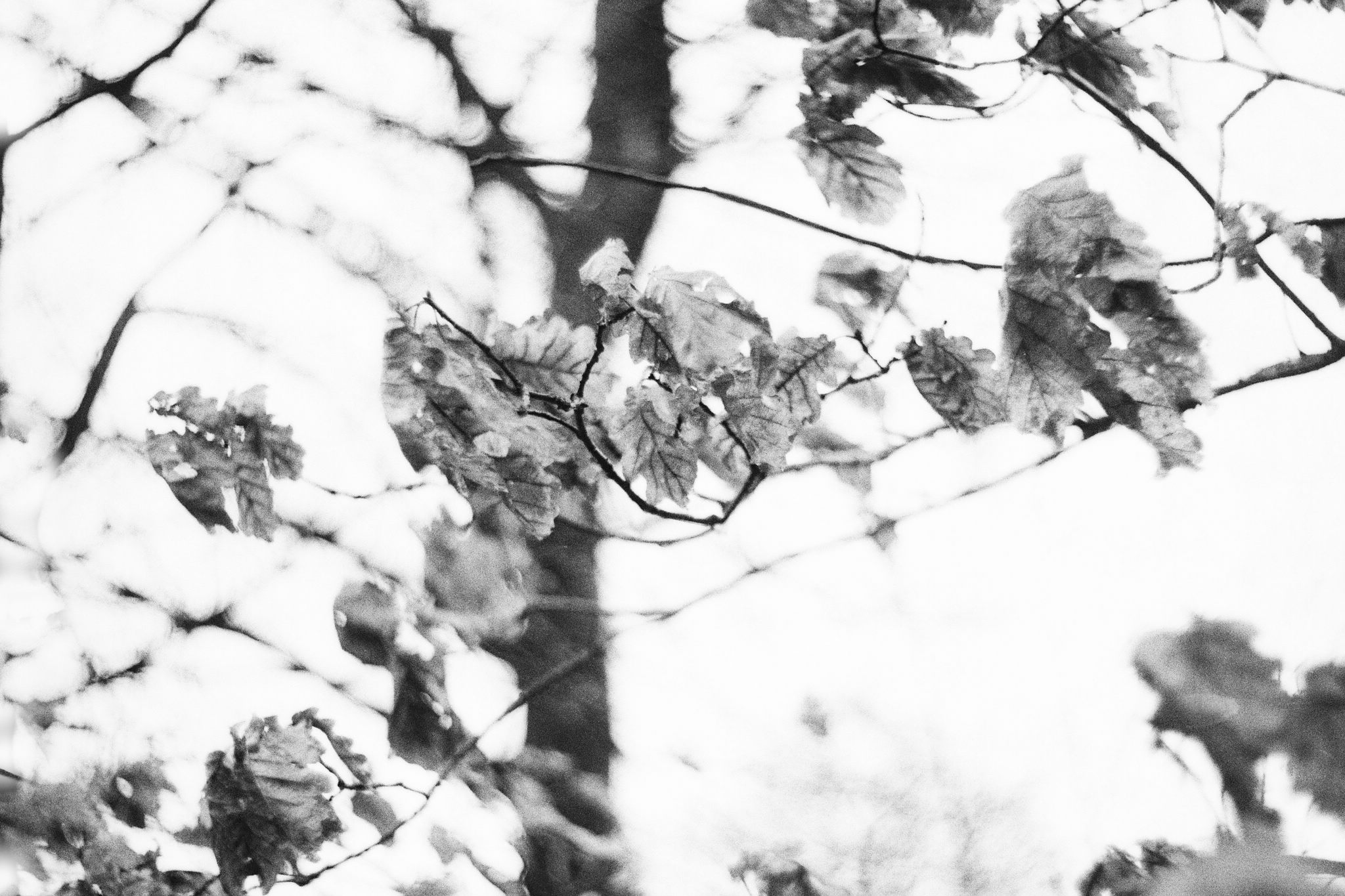 2018 03 25 canon iv 13 41058351822 o