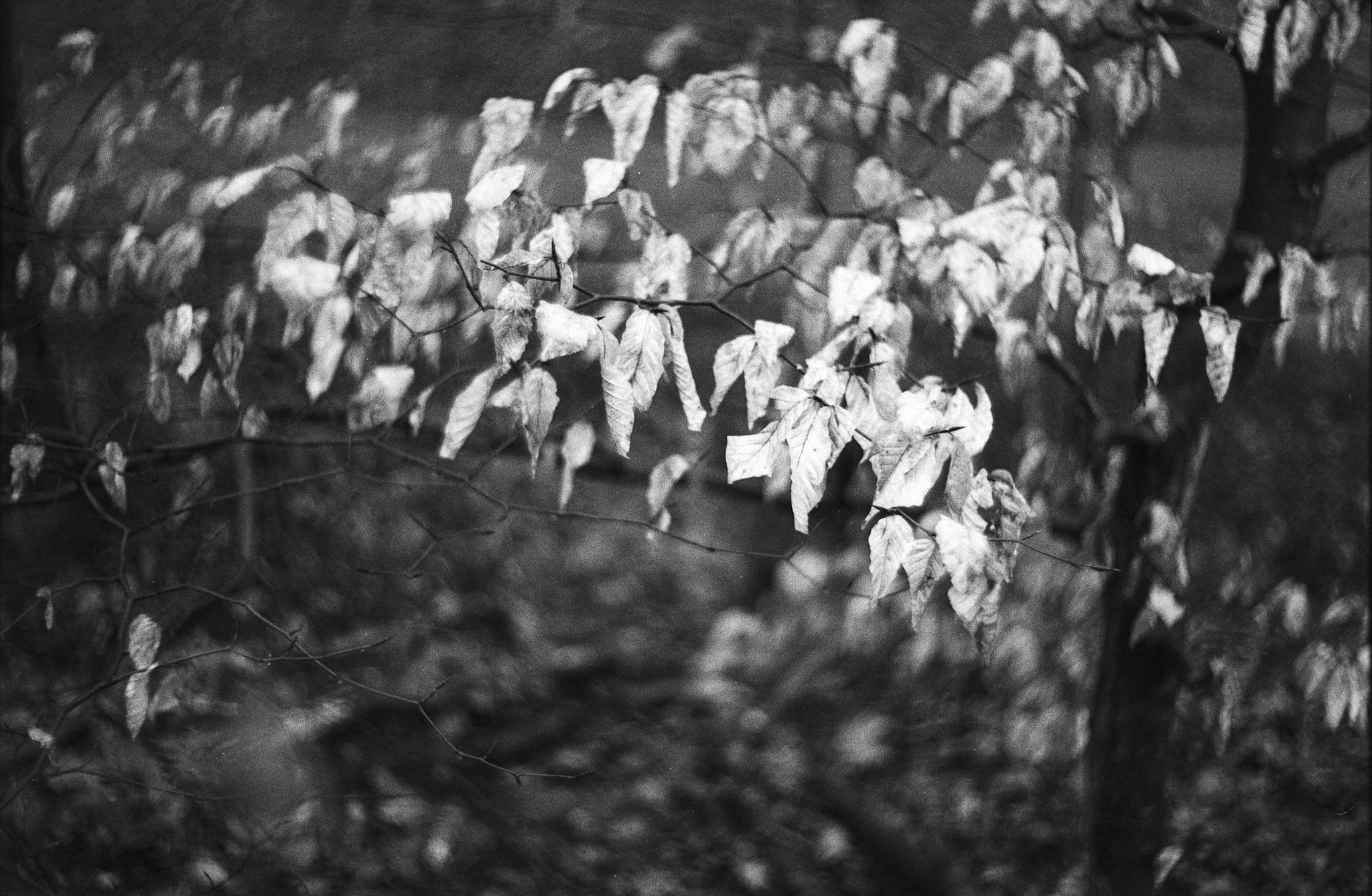 2018 03 25 canon iv 16 41058354332 o