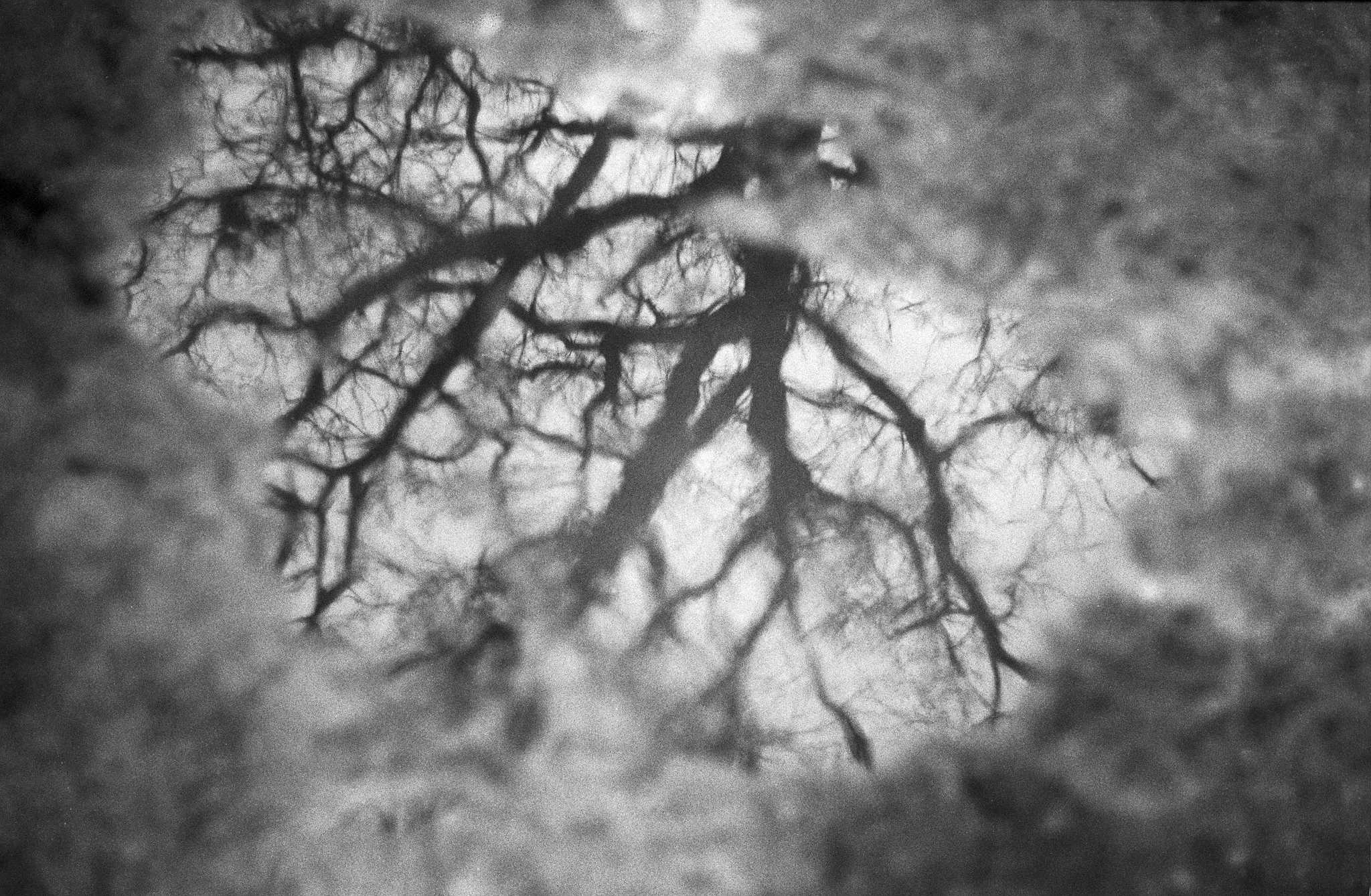 2018 03 25 canon iv 4 41058348652 o