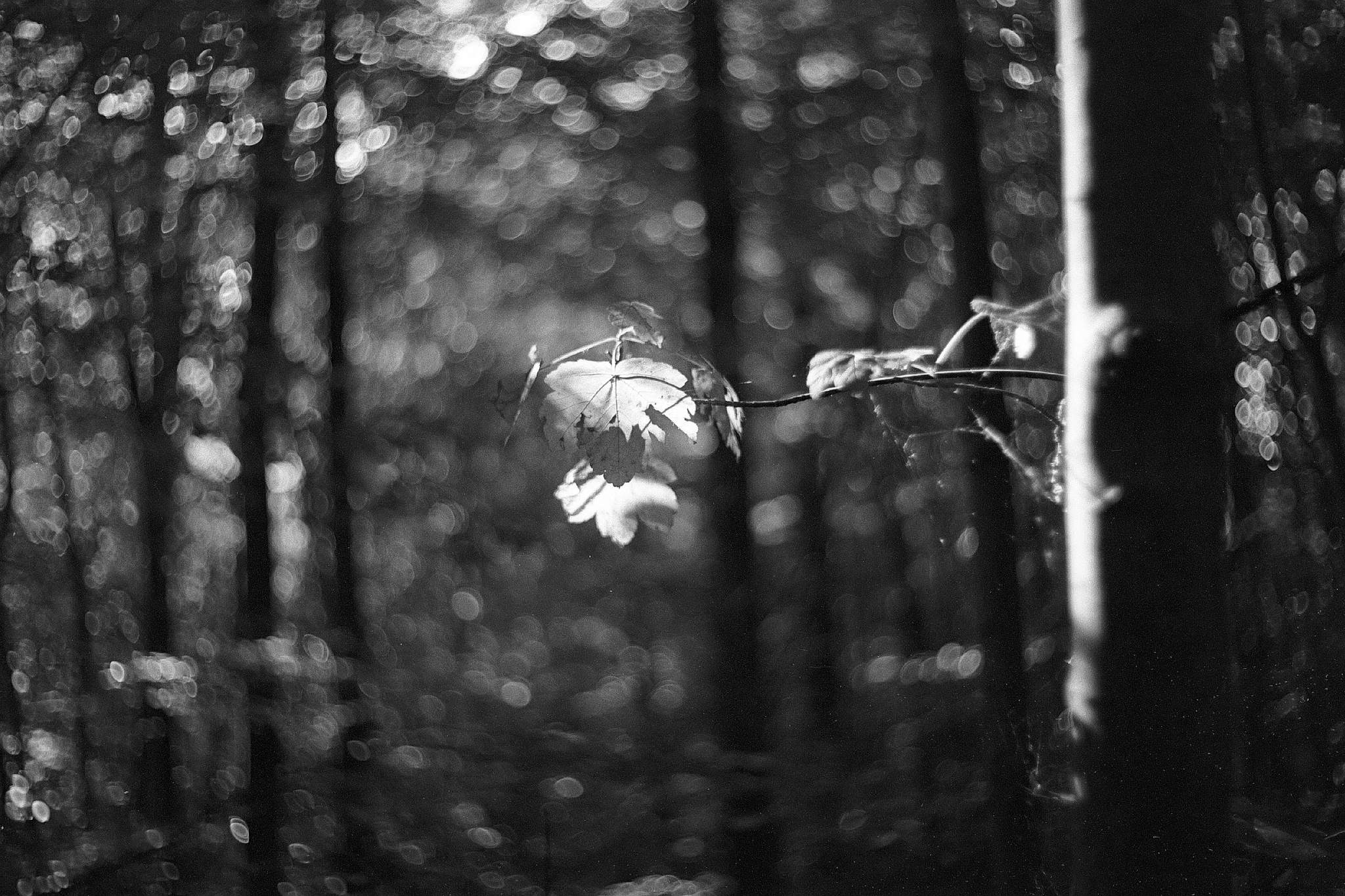 2018 06 25 hexar caffenol 08 28158743337 o