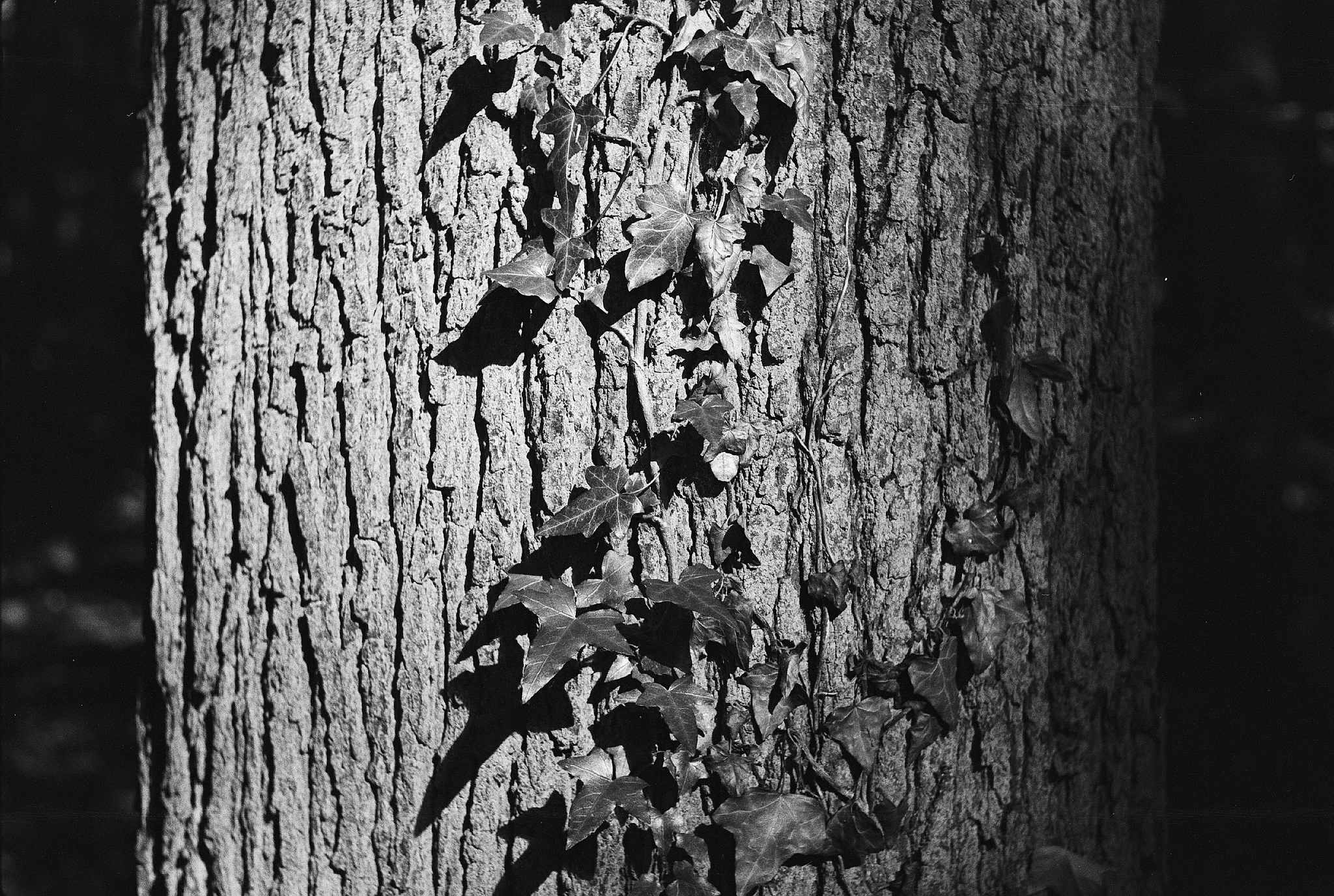 2018 06 25 hexar caffenol 13 43027845431 o