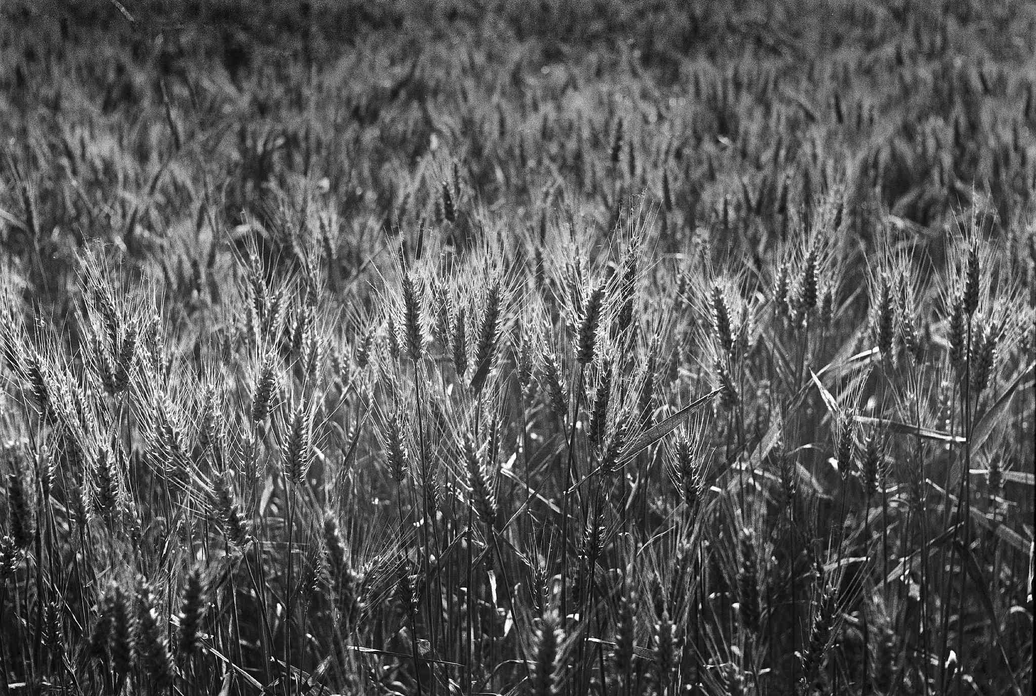 2018 06 25 hexar caffenol 17 29155624408 o