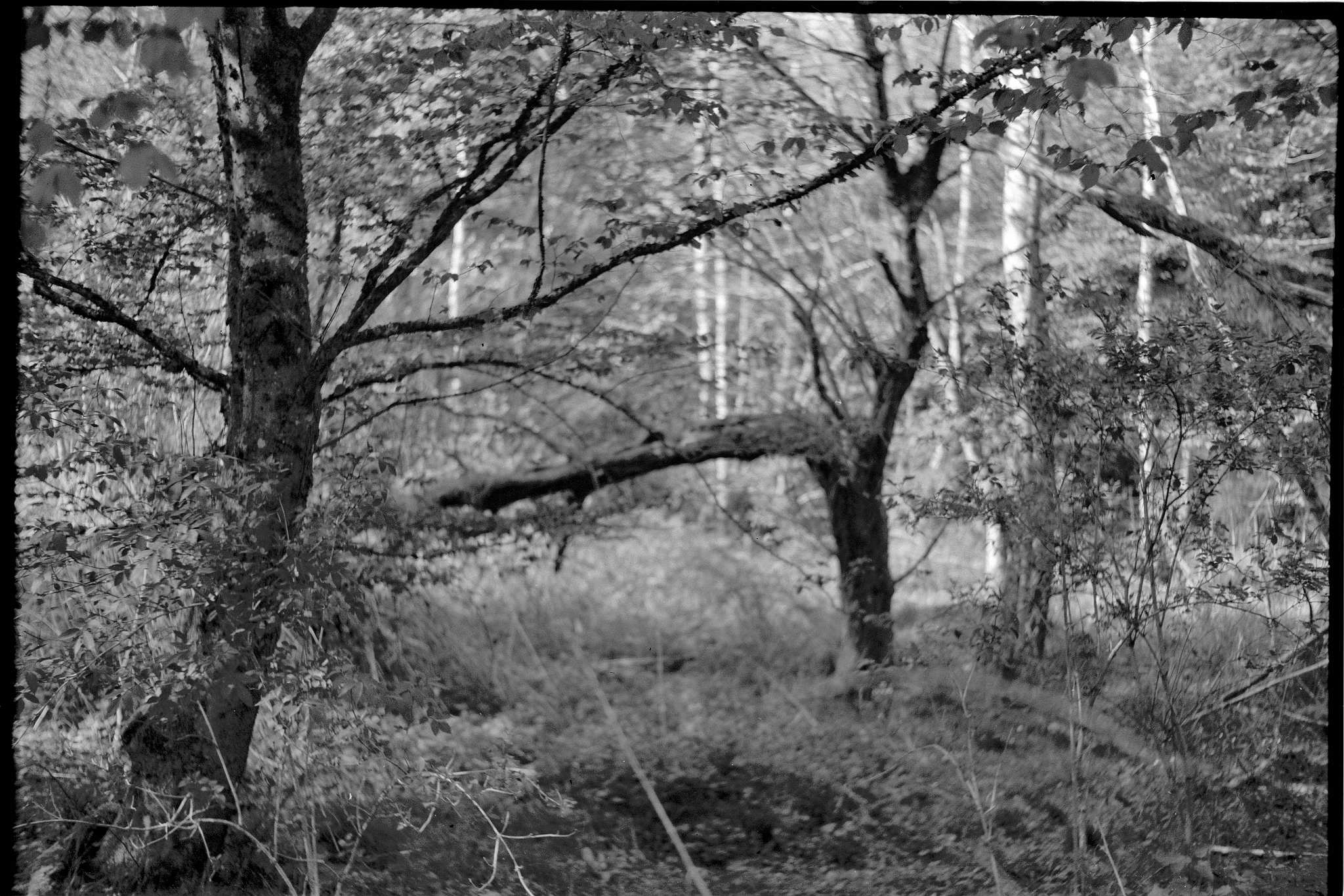 3 plaubel makina von 1931 52021558780 o