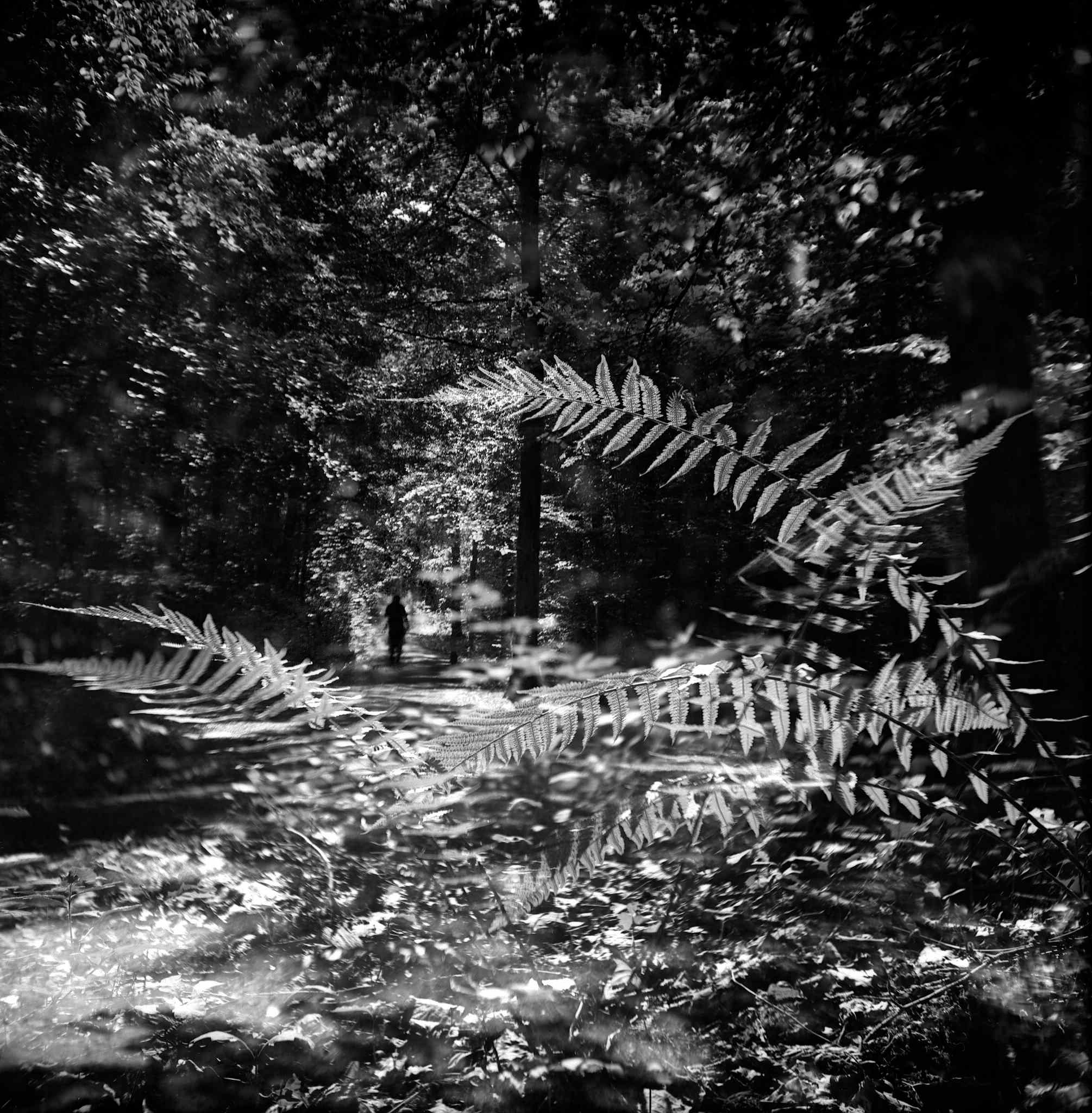 Pilot super agfa ortho caffenol 48612955101 o