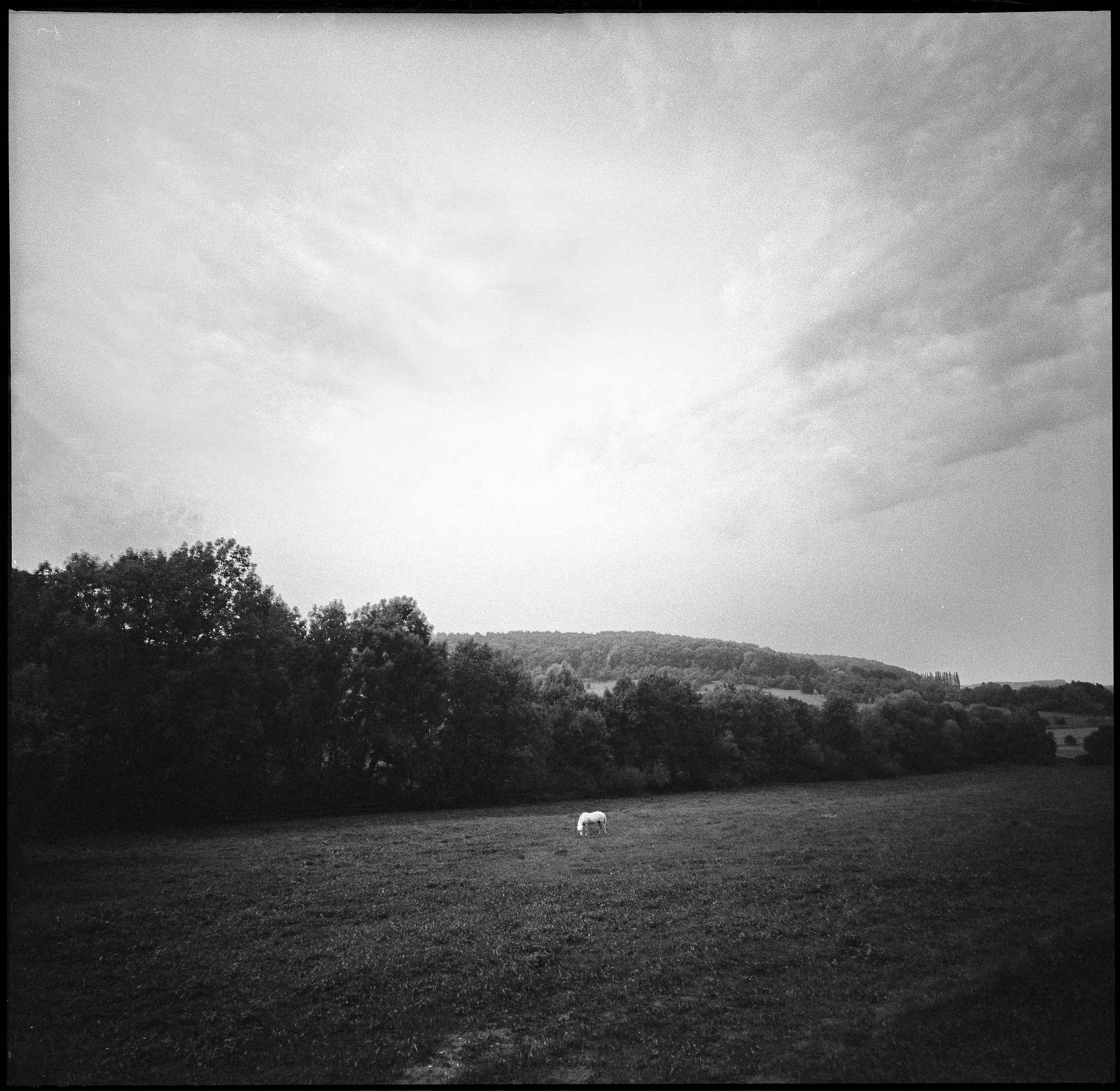 Schimmelchen 36014883554 o