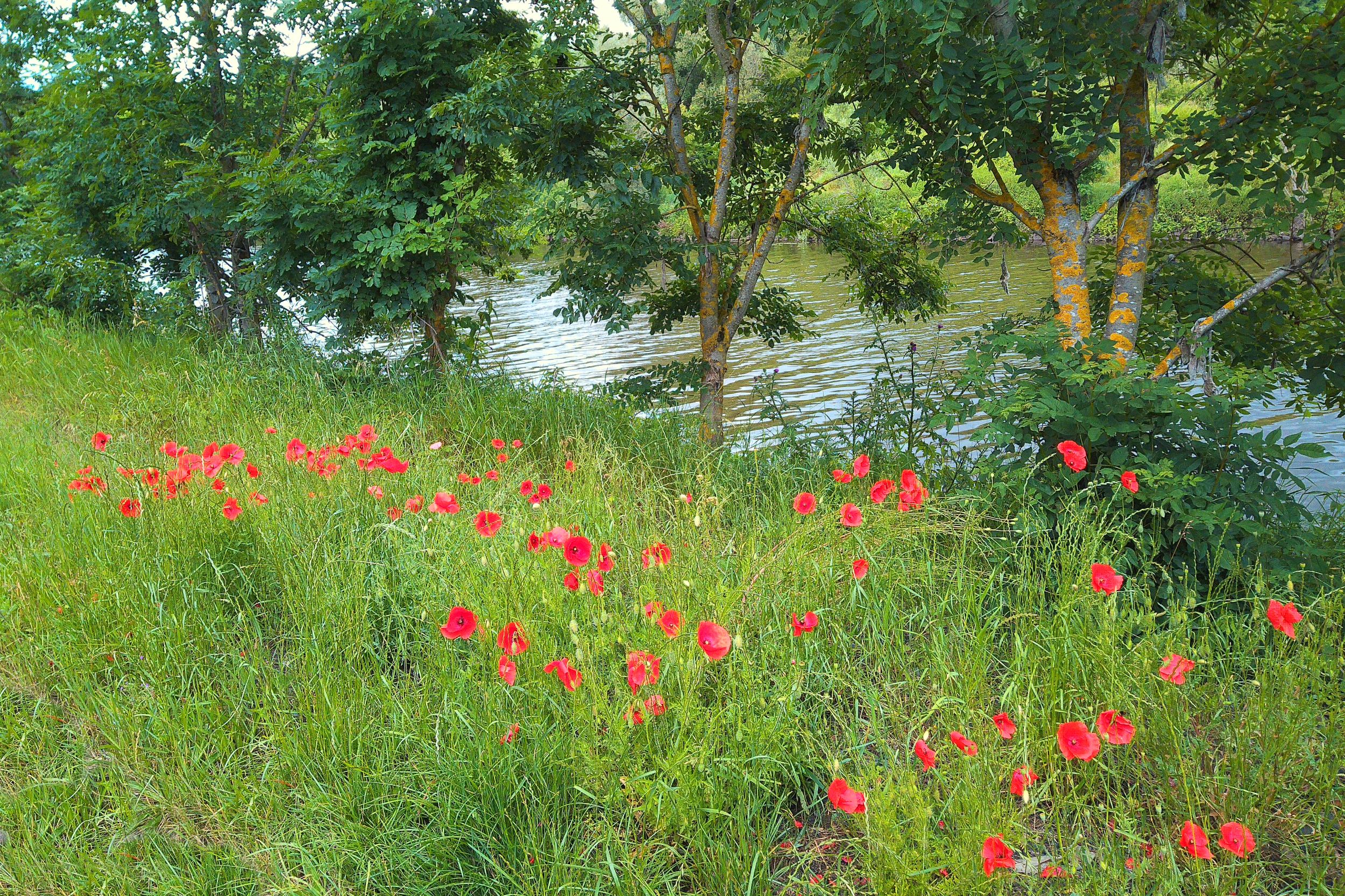DSCF0109a