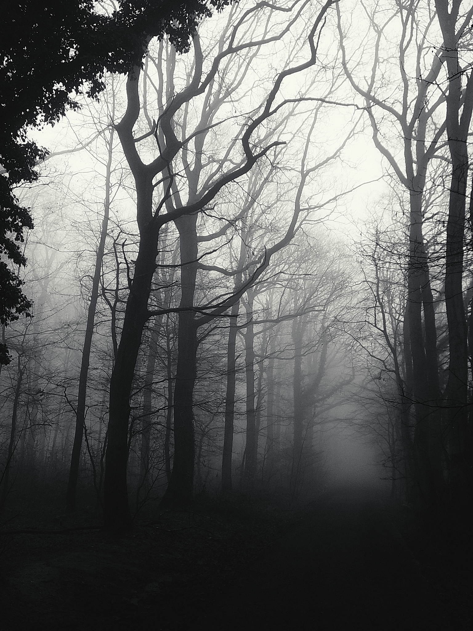 Nebelwald am morgen 03 54397367579 o