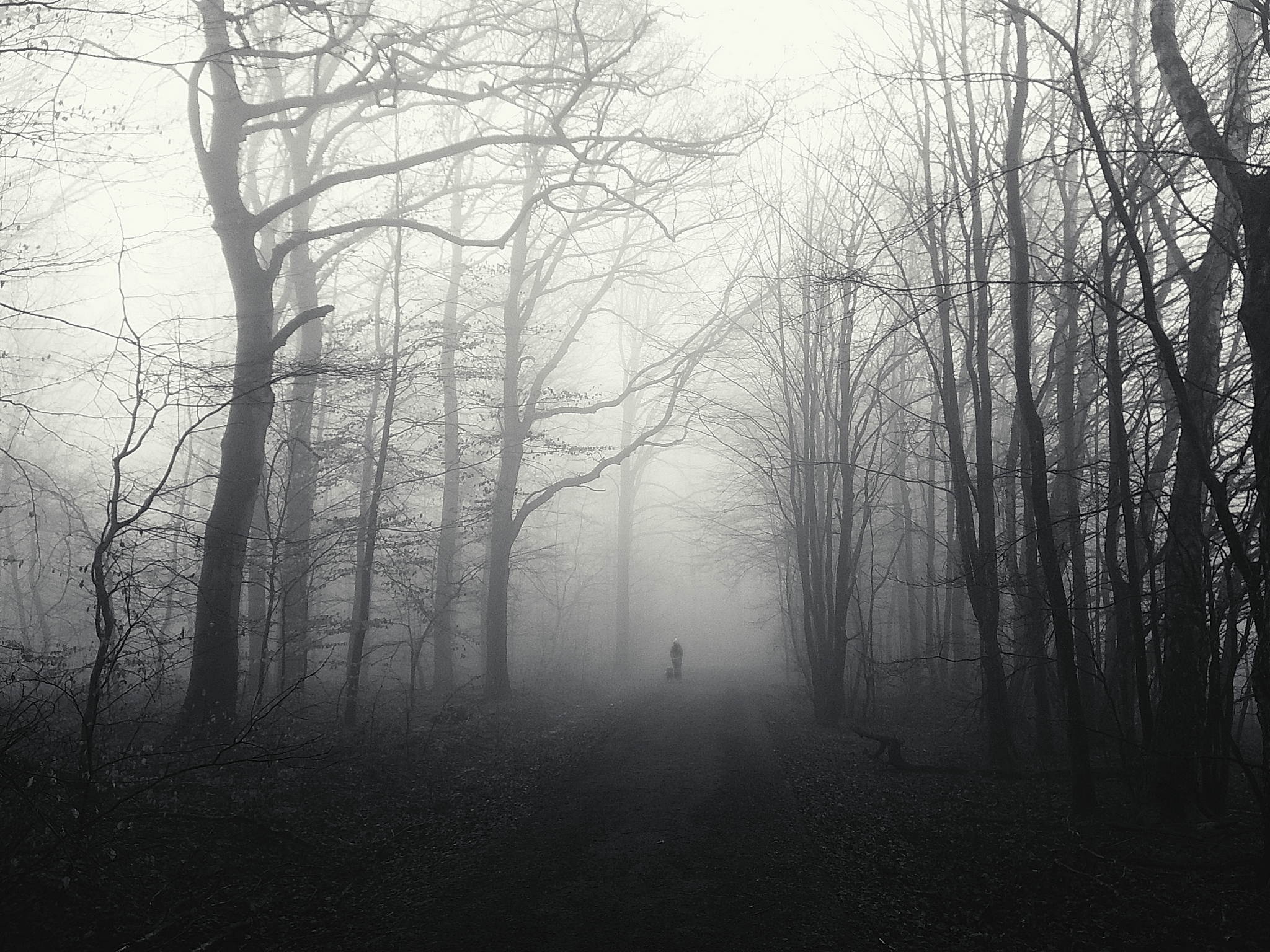 Nebelwald am morgen 04 54397189576 o