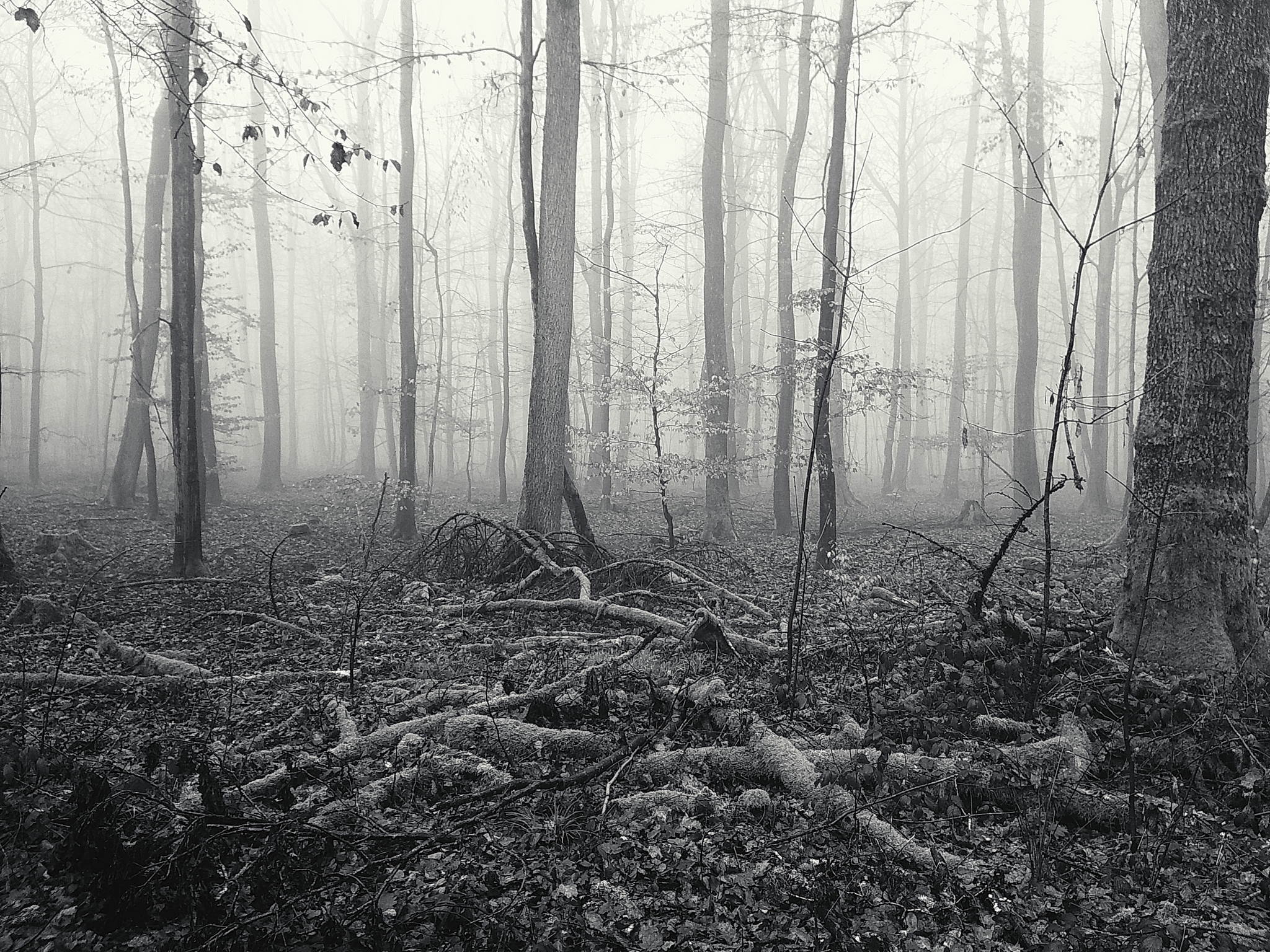 Nebelwald am morgen 10 54397188801 o