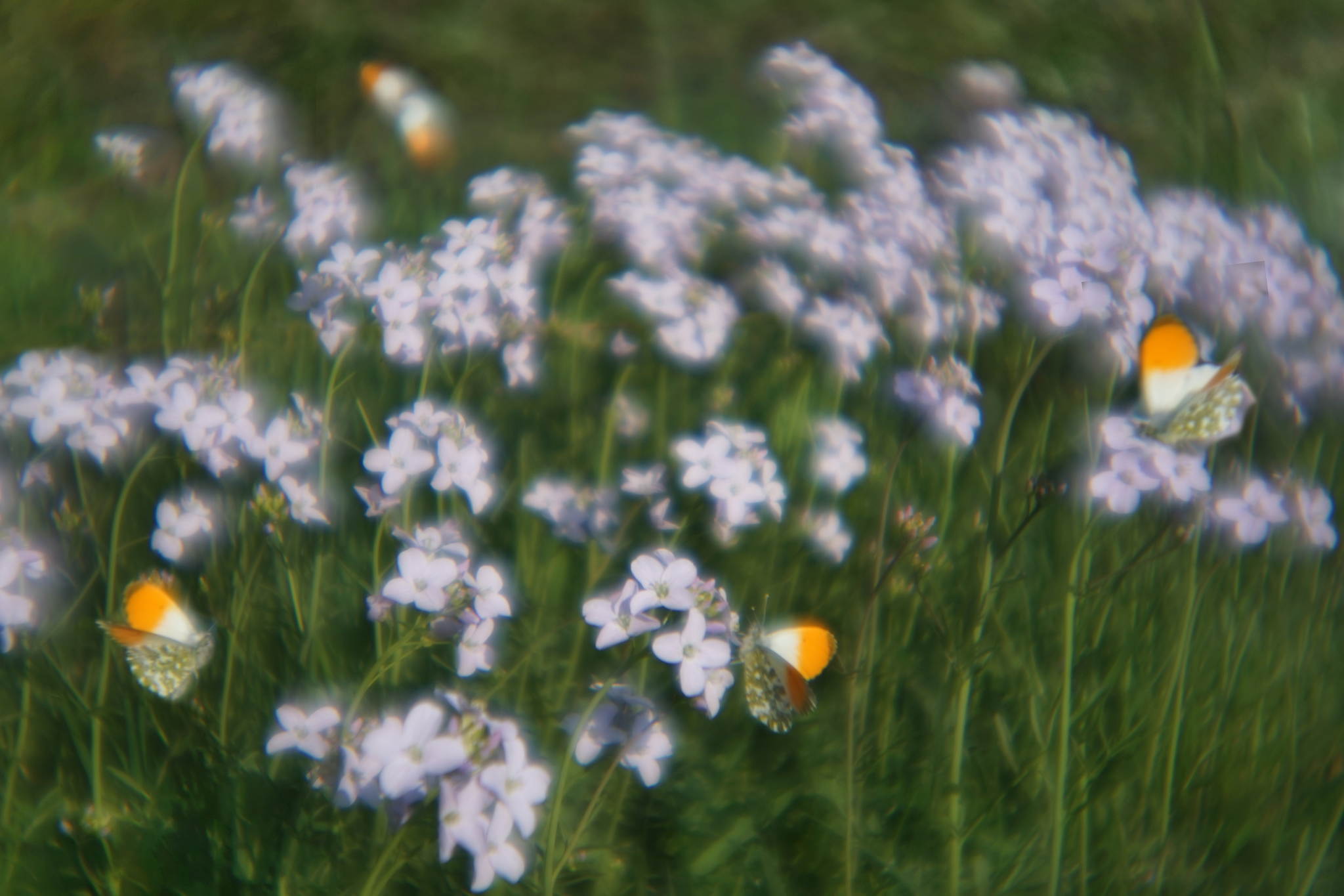 2017 04 02 konstruktor 62 32956246544 o