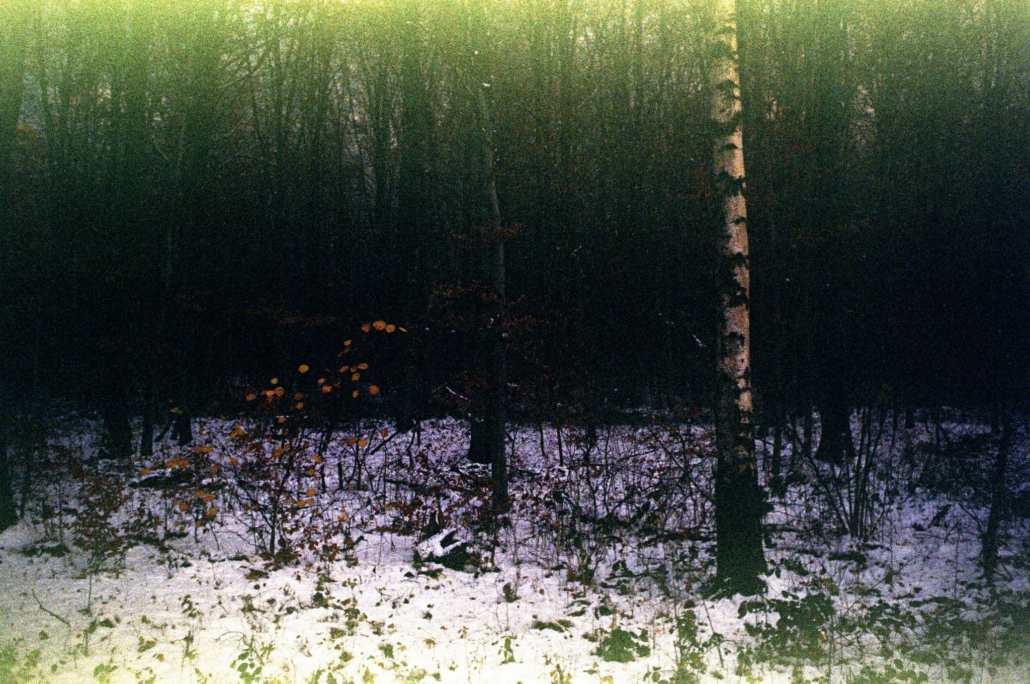 2017 12 01 minox35gt   8 27009279329 o