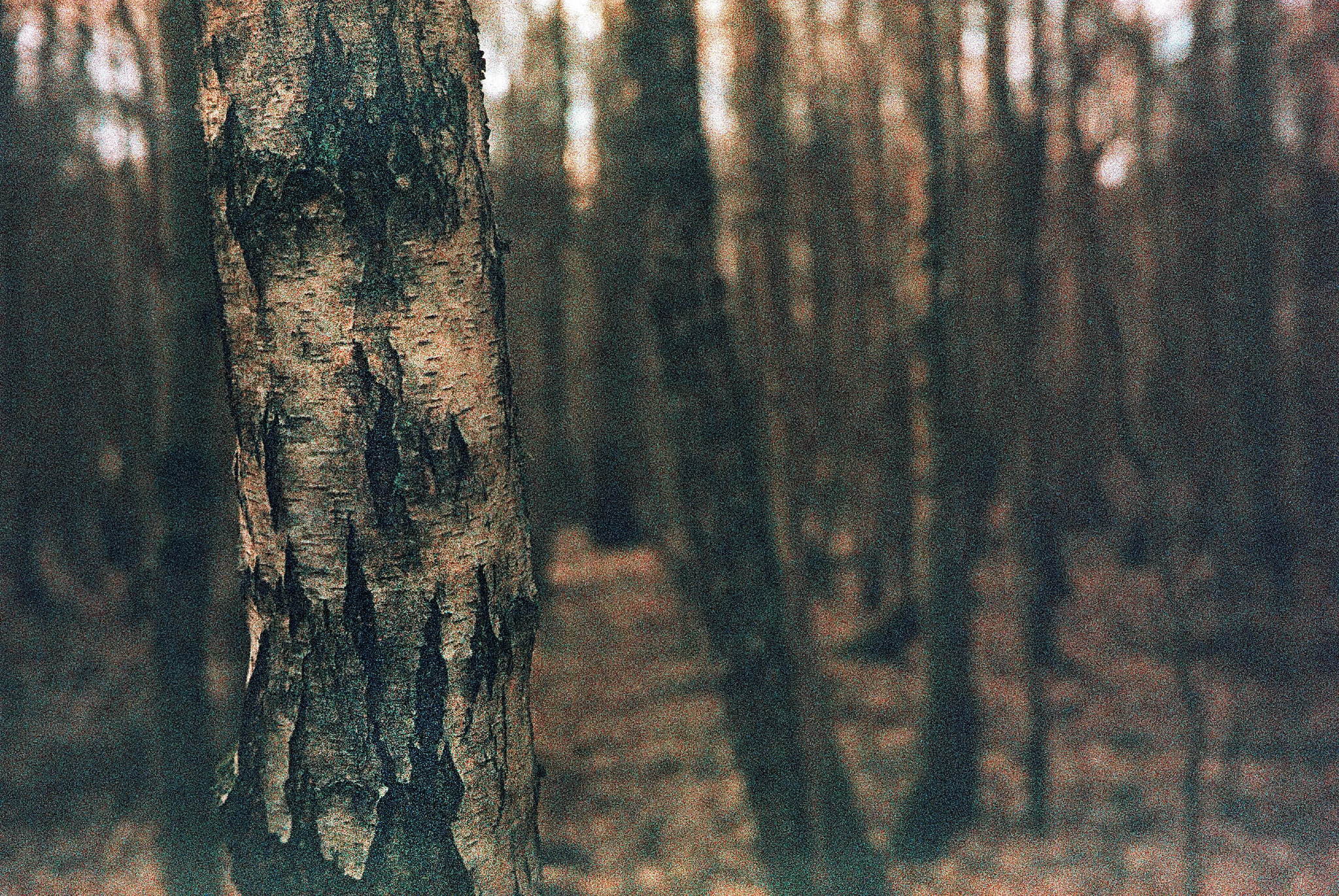 2019 02 20 leica cl 7artisans precisa cross 33 32221744197 o