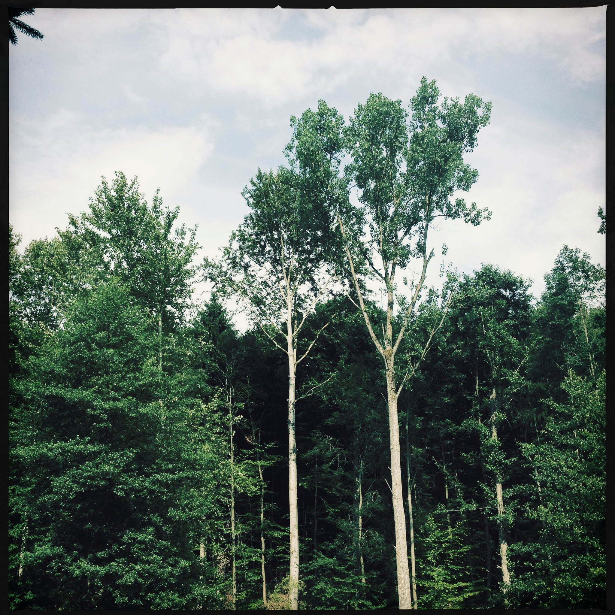 Der tannenzweig 14925449751 o