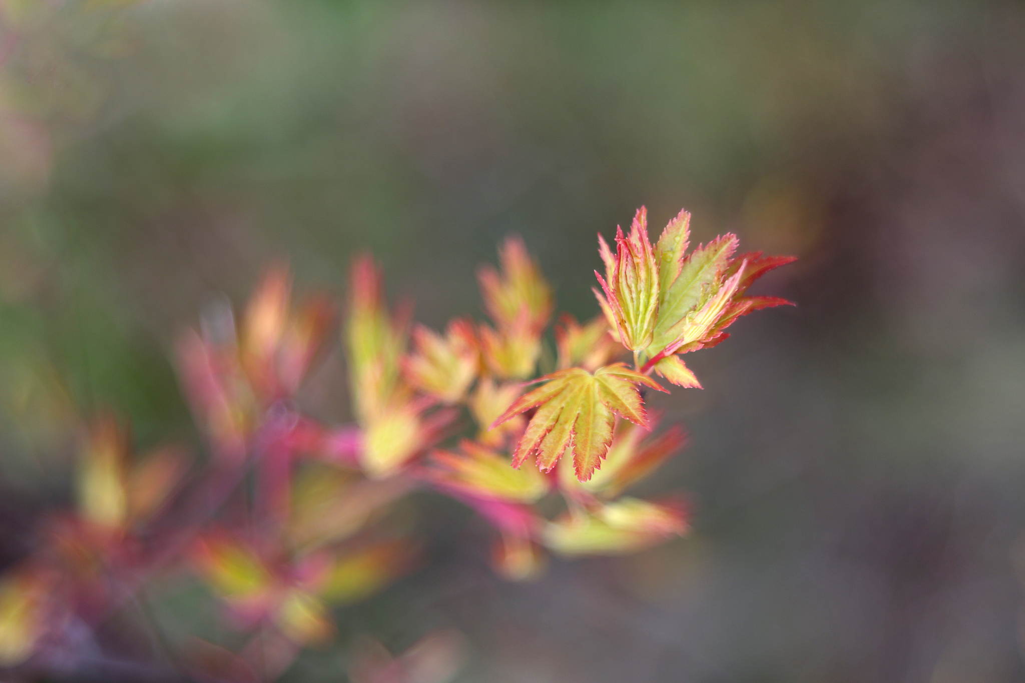 Diaplan 3 13313561874 o