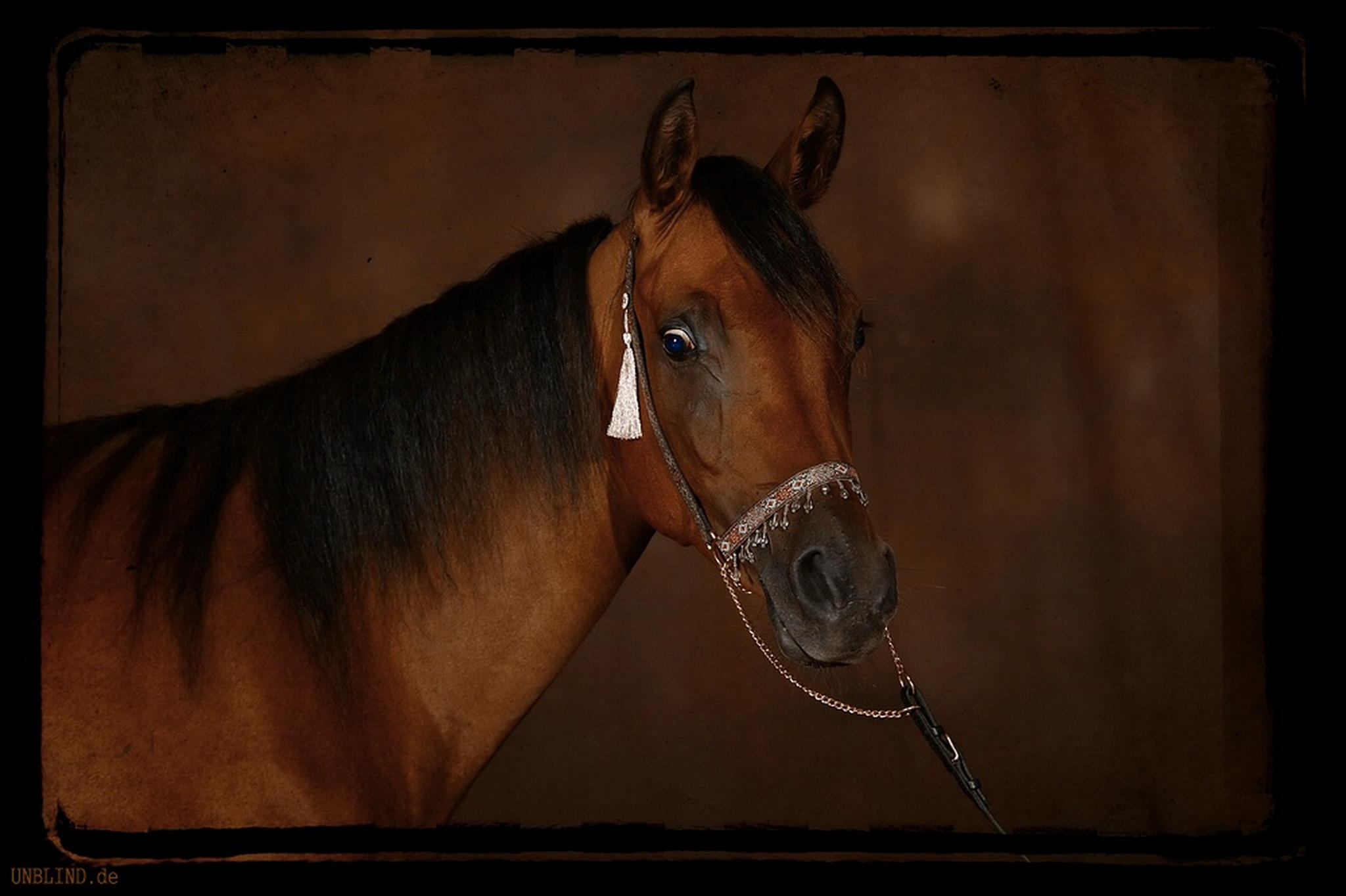 Junge araberin 6016978848 o