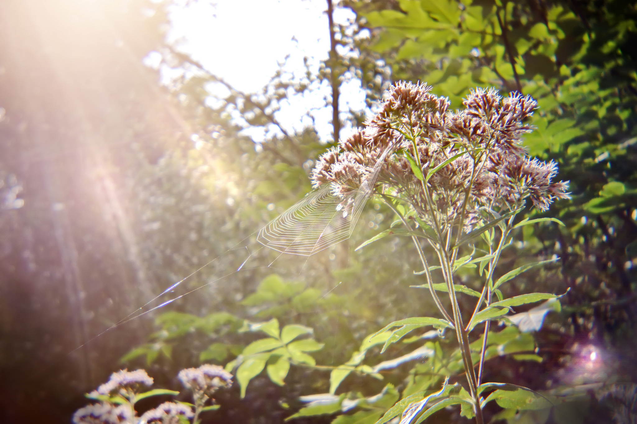 Sonnenfnger traumfnger fliegenfnger 20550816921 o