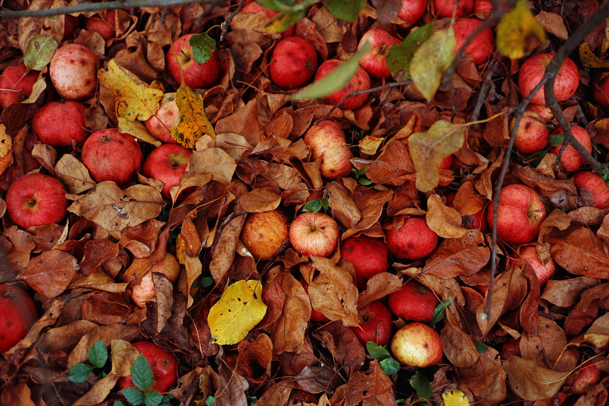 2018 10 22  leicacl 10 30562567067 o