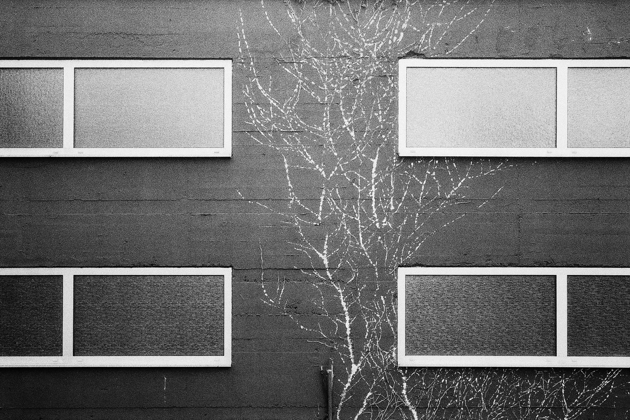 2019 03 06 leica m6 sumaron35 foma 400 7 32369037547 o