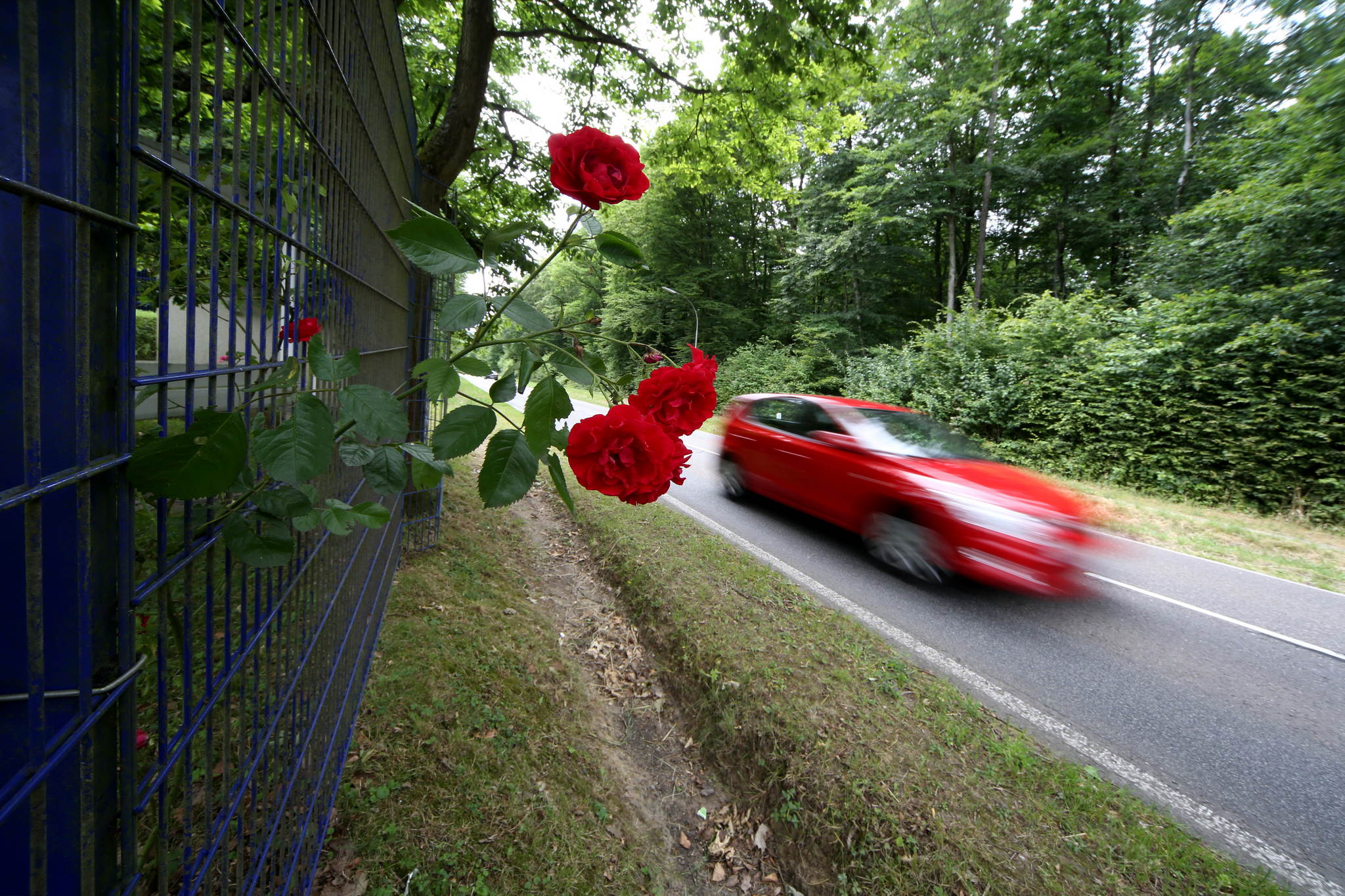 Eine rose ist eine rose ist eine rose 14278905740 o