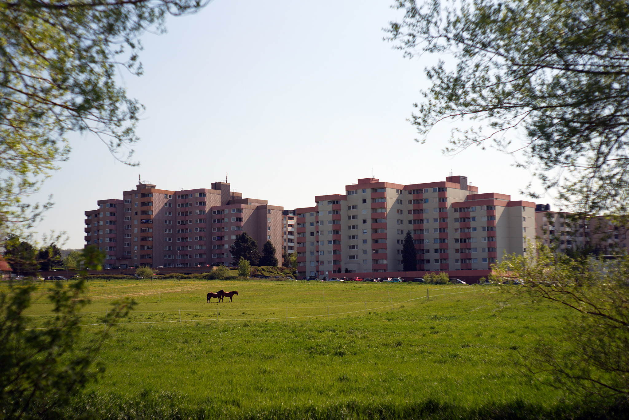 Grostadtcowboypferde 26779125512 o