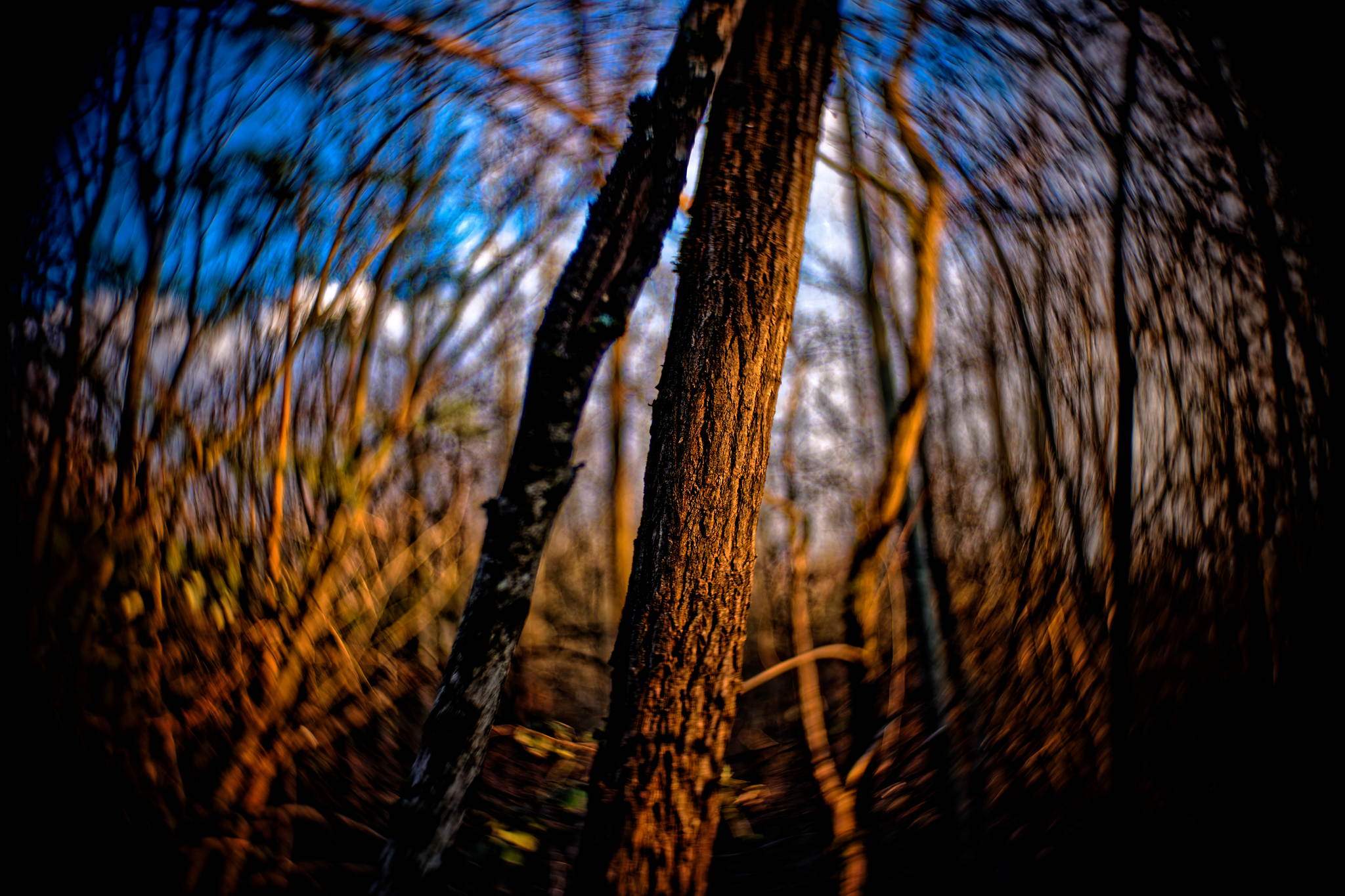 M2401557 dxo 51053282971 o