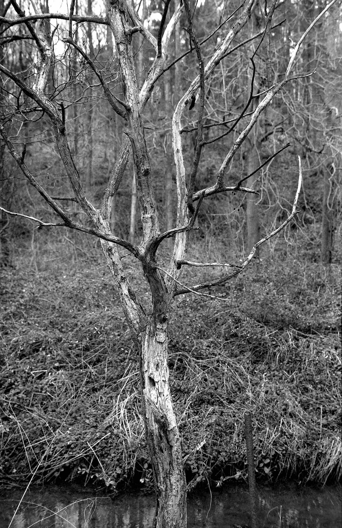 2017 03 19 gw690 03 33407429981 o