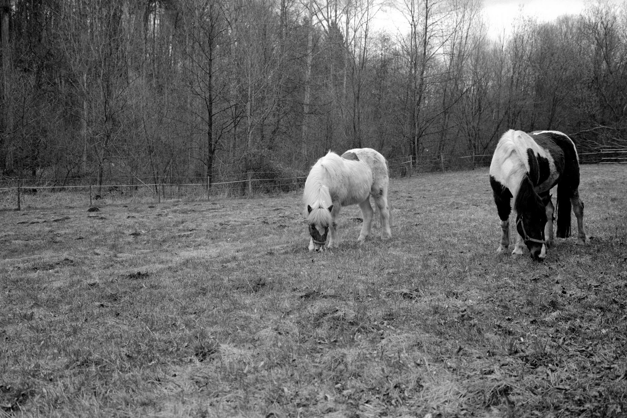 2017 03 24 gw690 03 33627045995 o