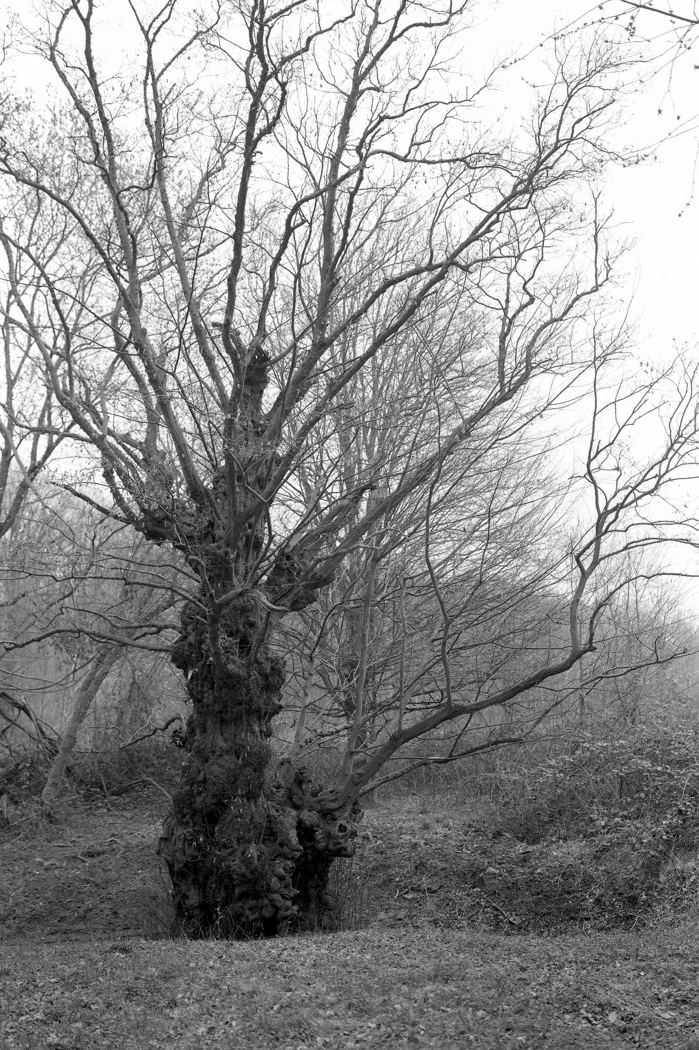 2017 03 24 gw690 06 32784304844 o