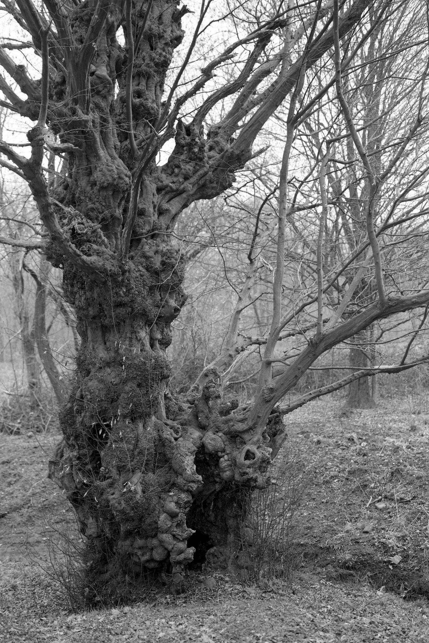 2017 03 24 gw690 07 32813171453 o