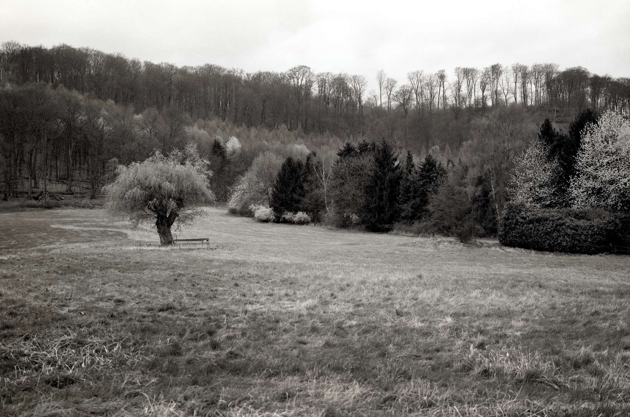 2017 04 02 gw690 baum 03 33006806233 o