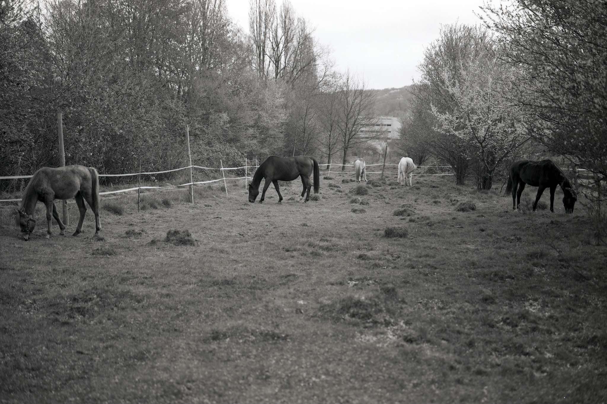 2017 04 02 pferde 08 33663595902 o