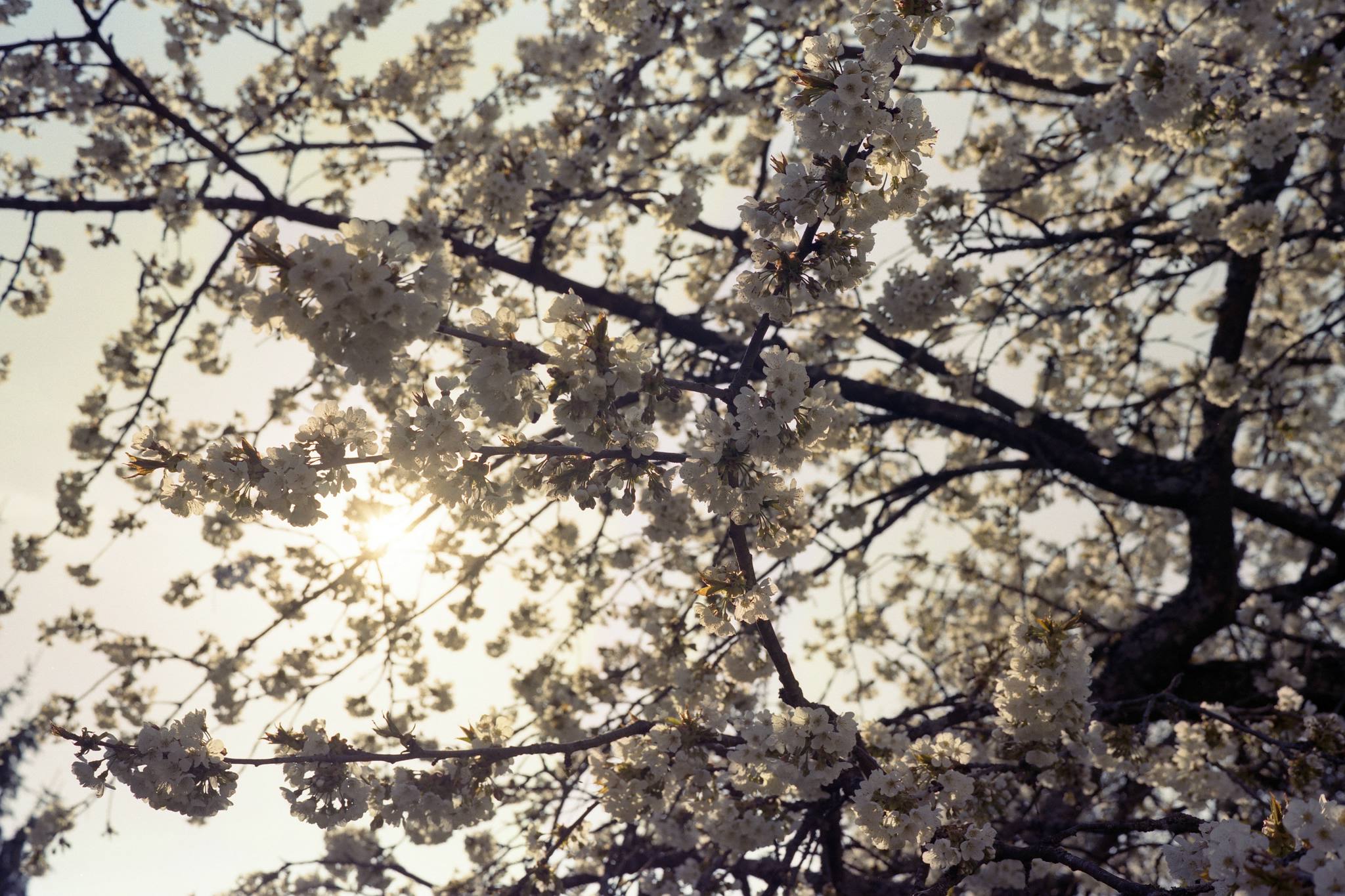 2017 04 08 gsw690 portra 400 07 33785613461 o