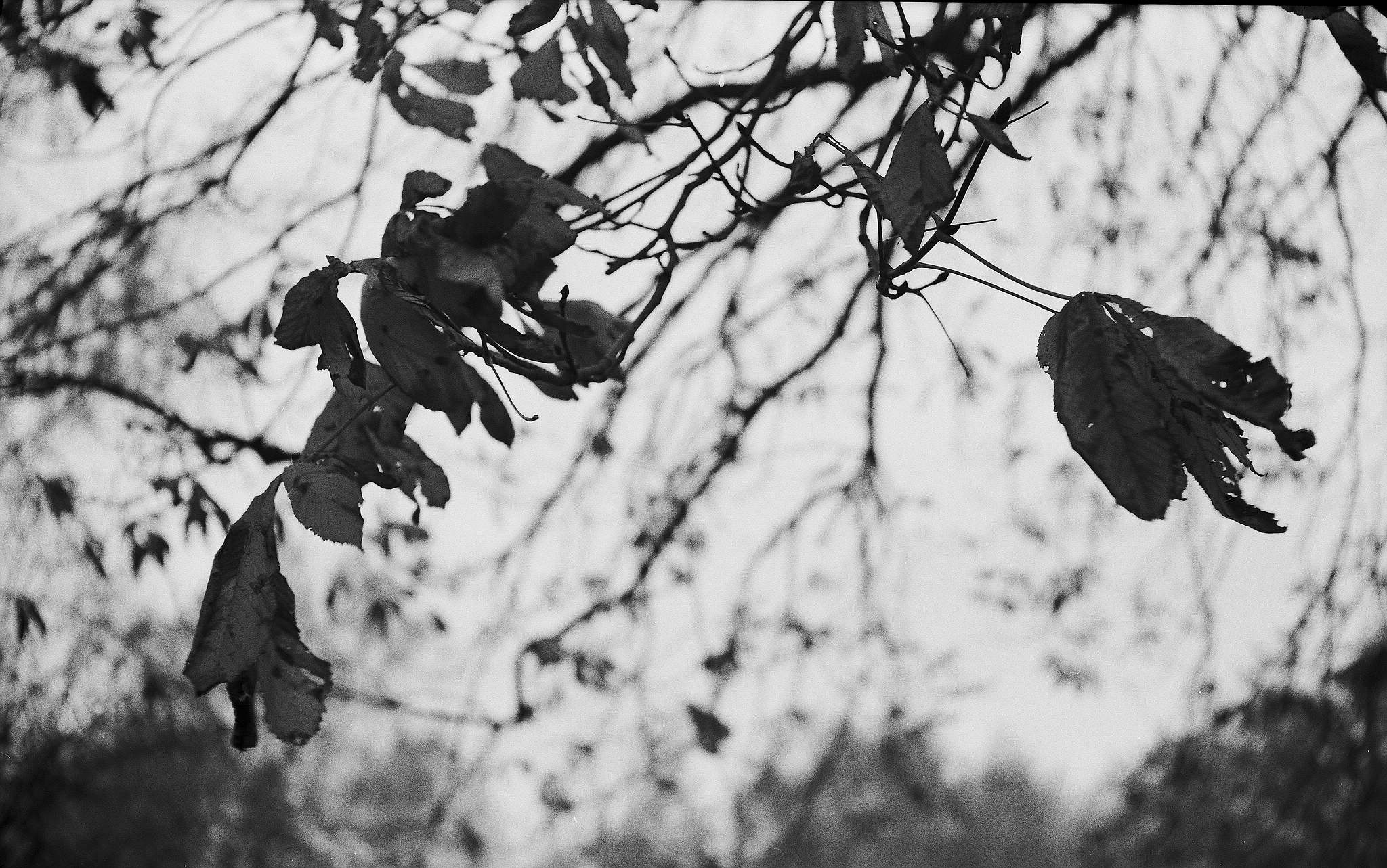 2017 11 07 bessa rf 03  38217663762 o