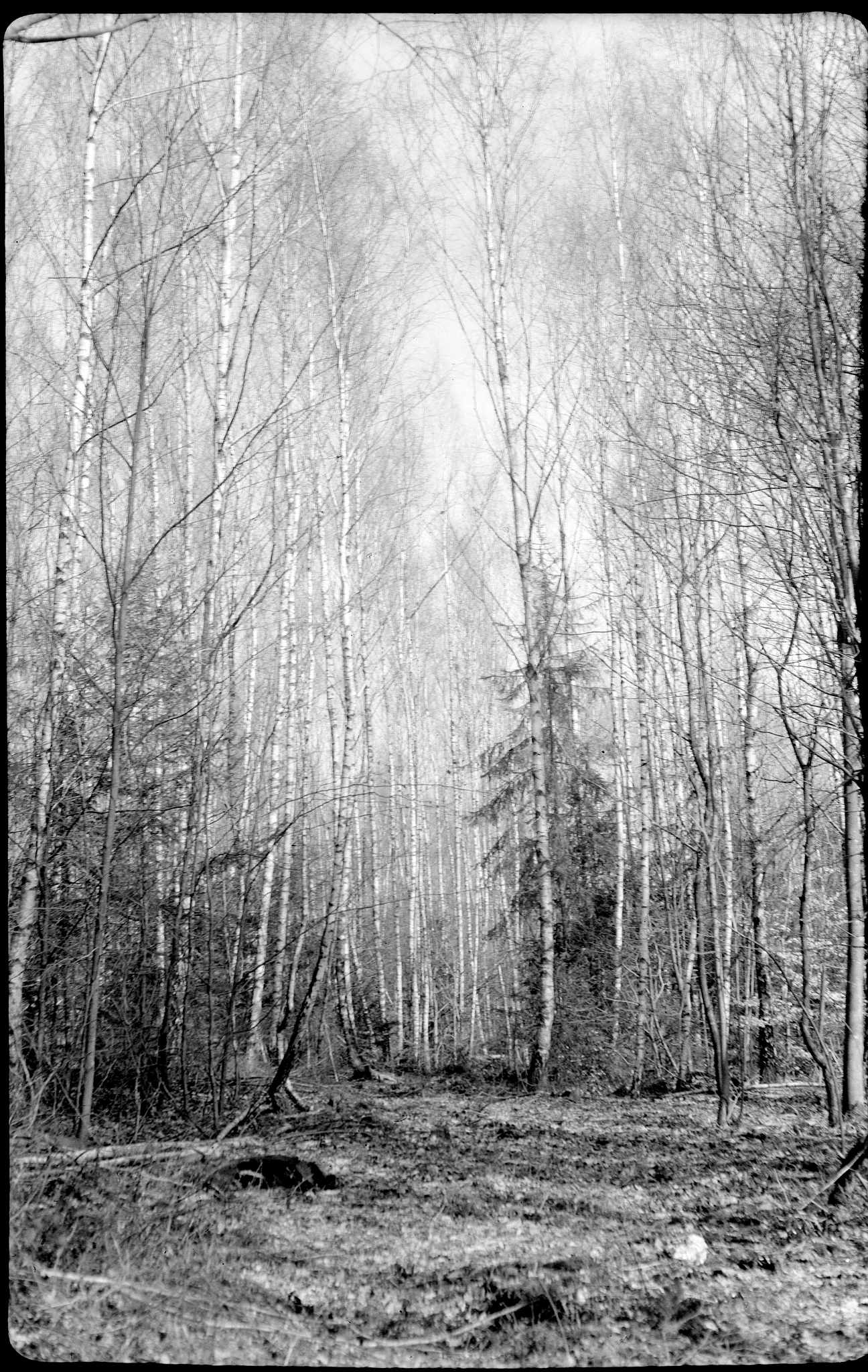 Mockbamokva 5 01 33375720721 o