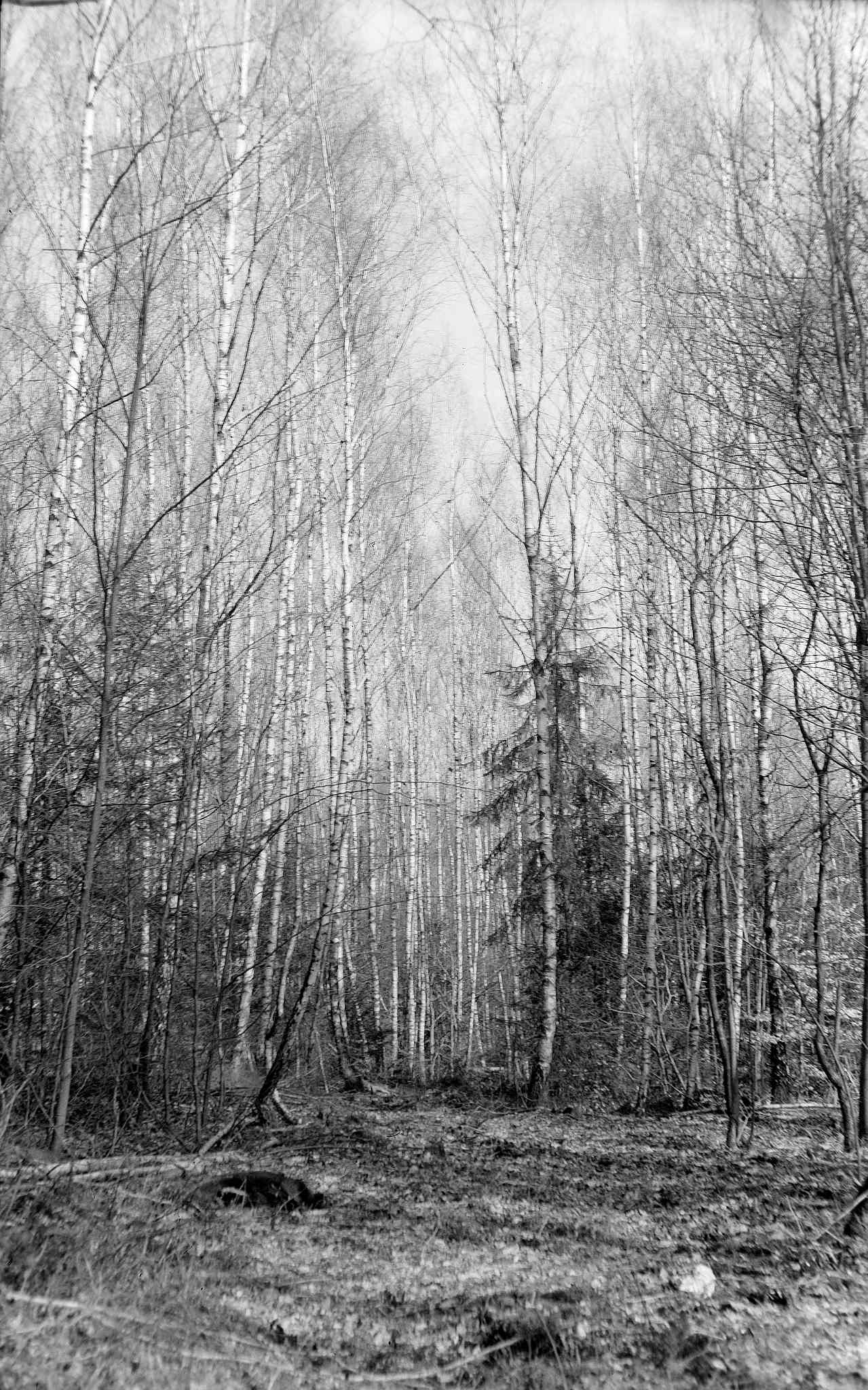 Mockbamokva 5 04 32660638574 o