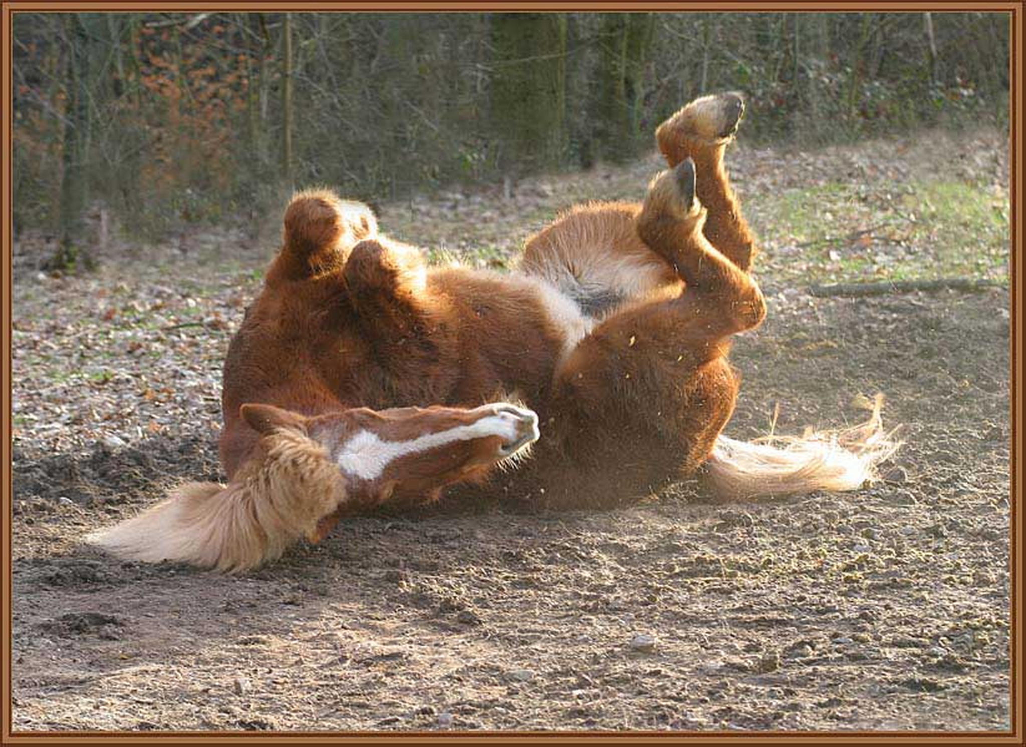 20 grad 6010257579 o