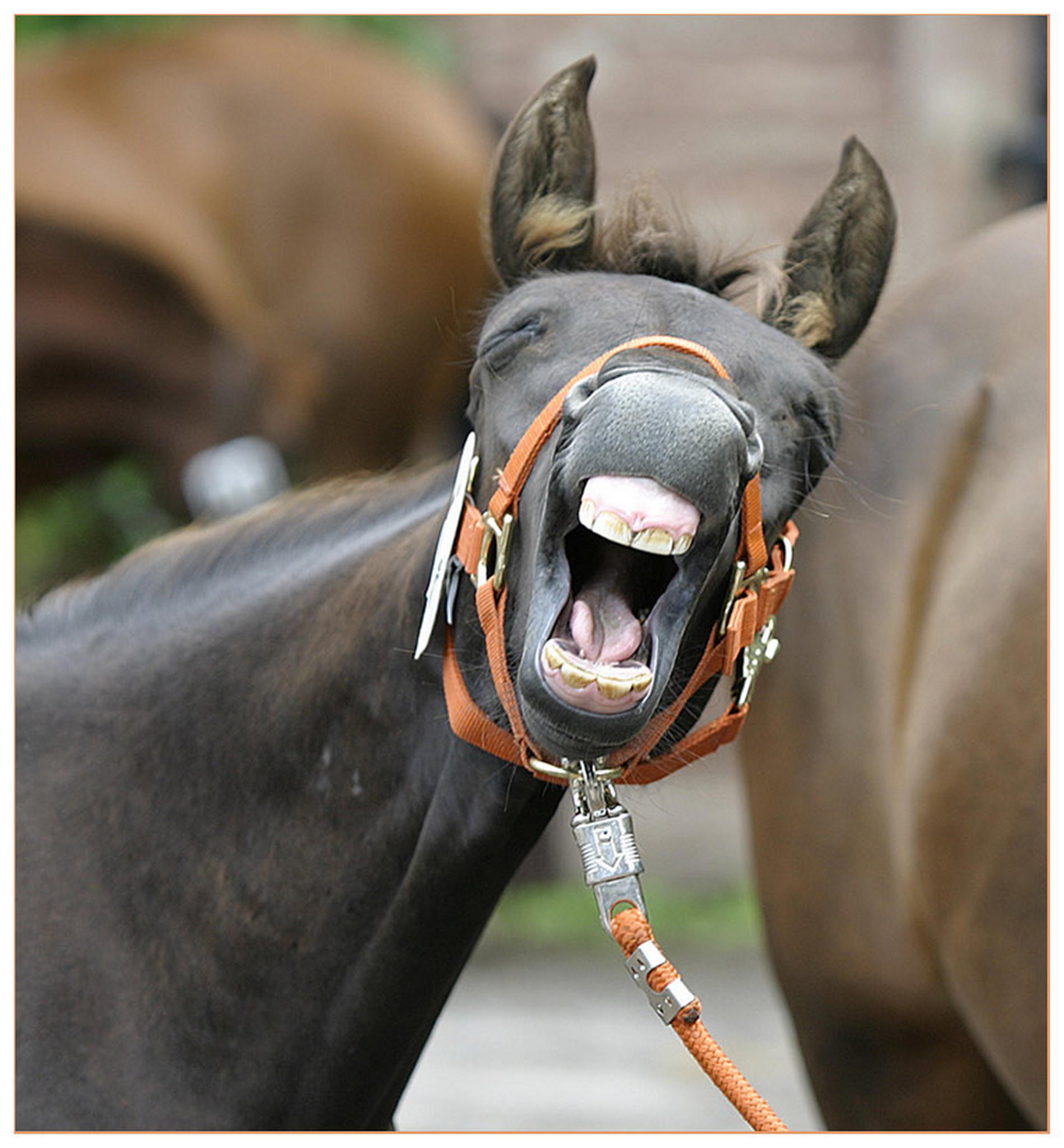 Alle mal herhren 6009286267 o