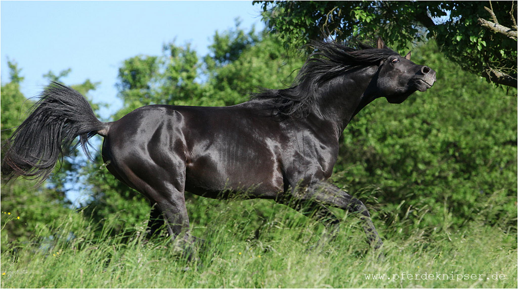 Angeber 6000724998 o