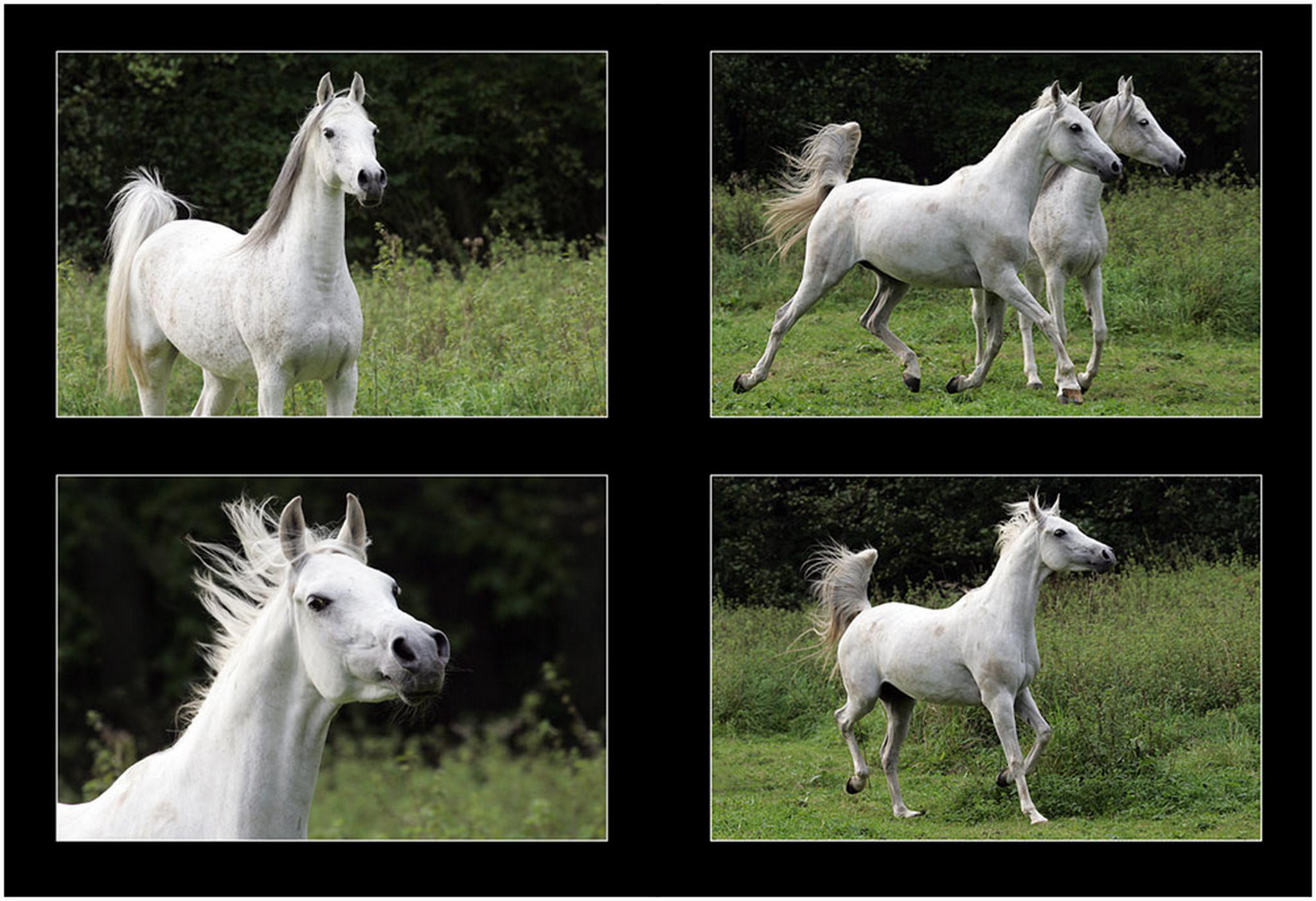 Arabergeknipse 02 6001560110 o