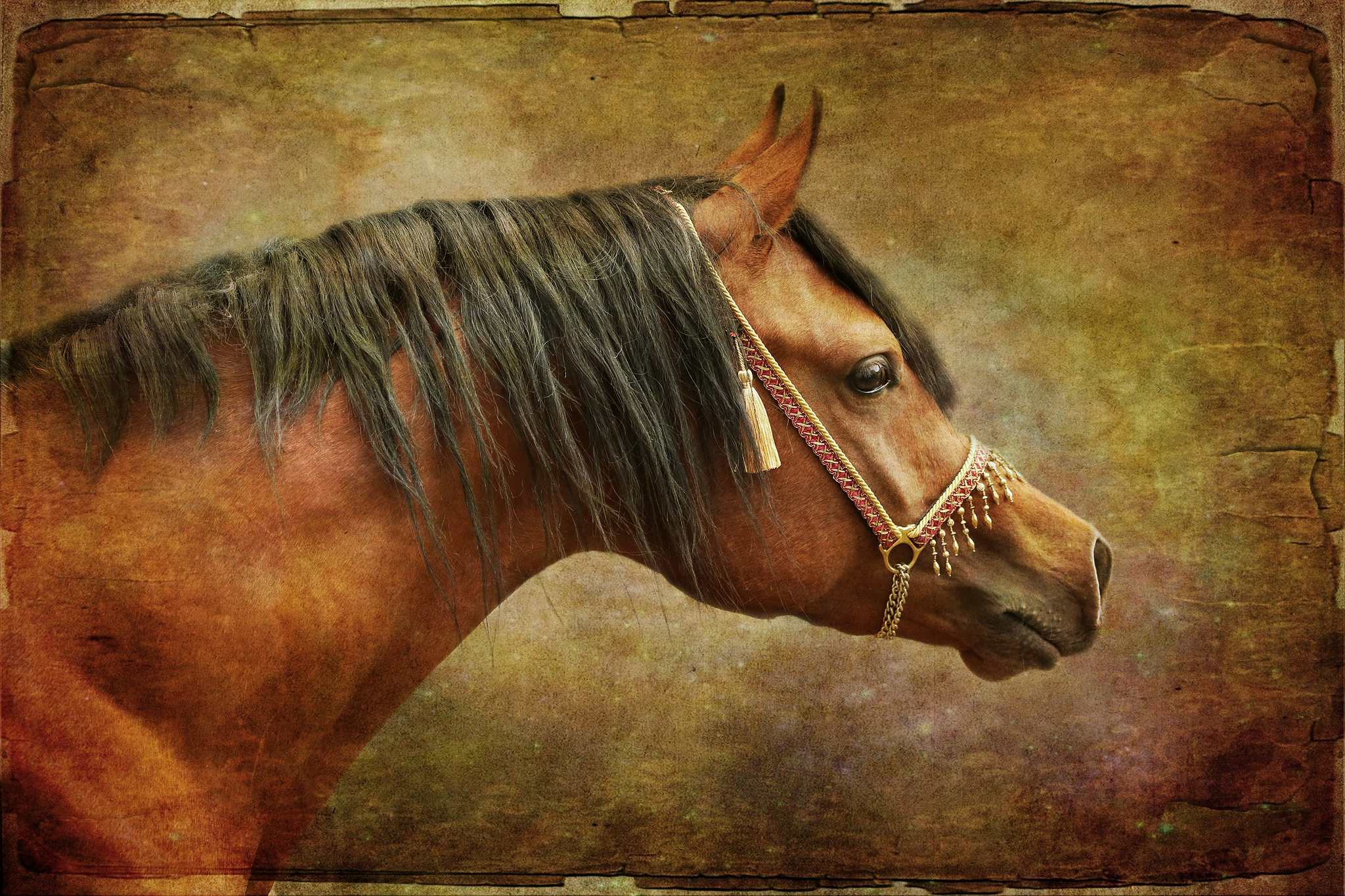 Araberhengst amino 14063073050 o