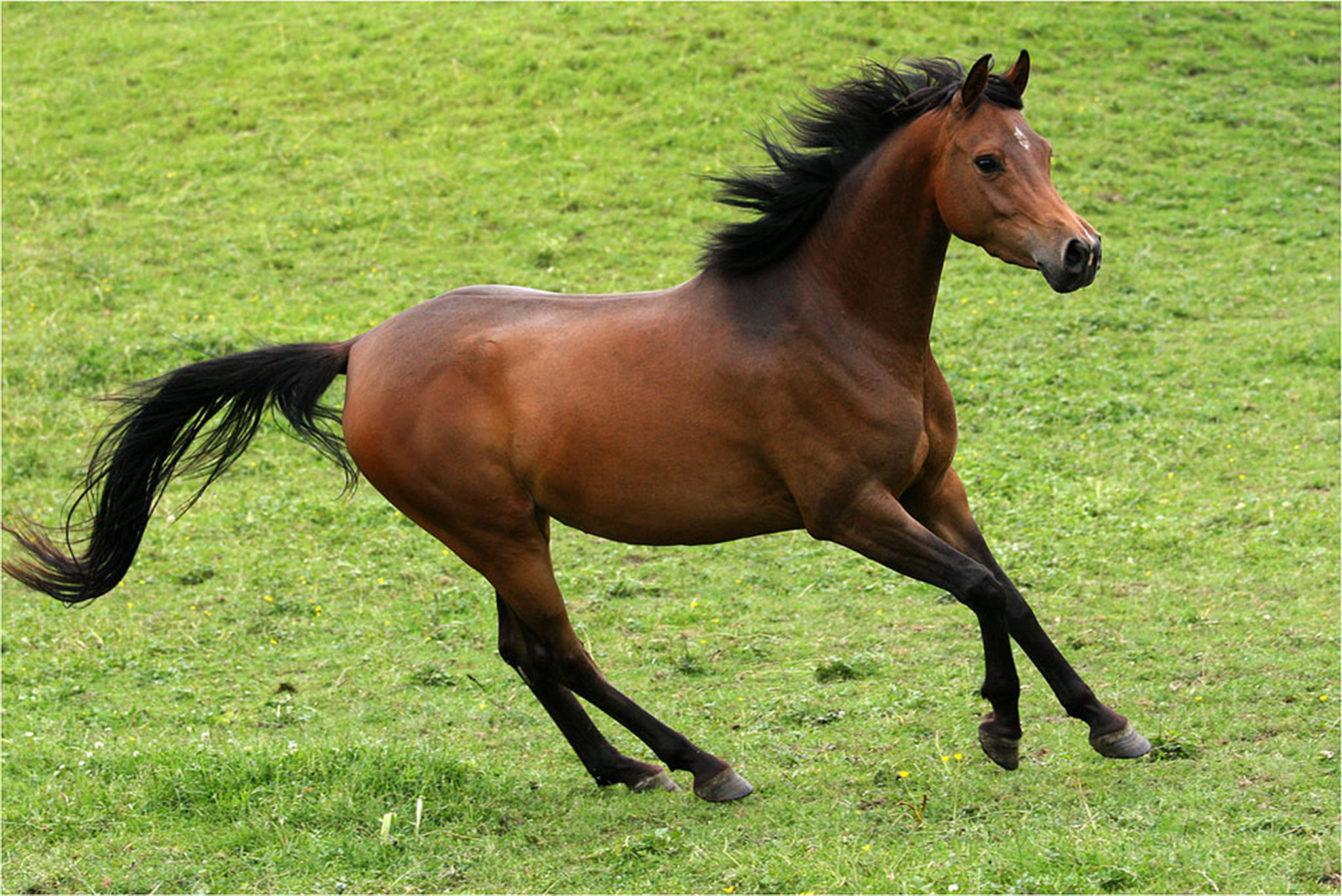 Araberjhrling 01 6000820986 o