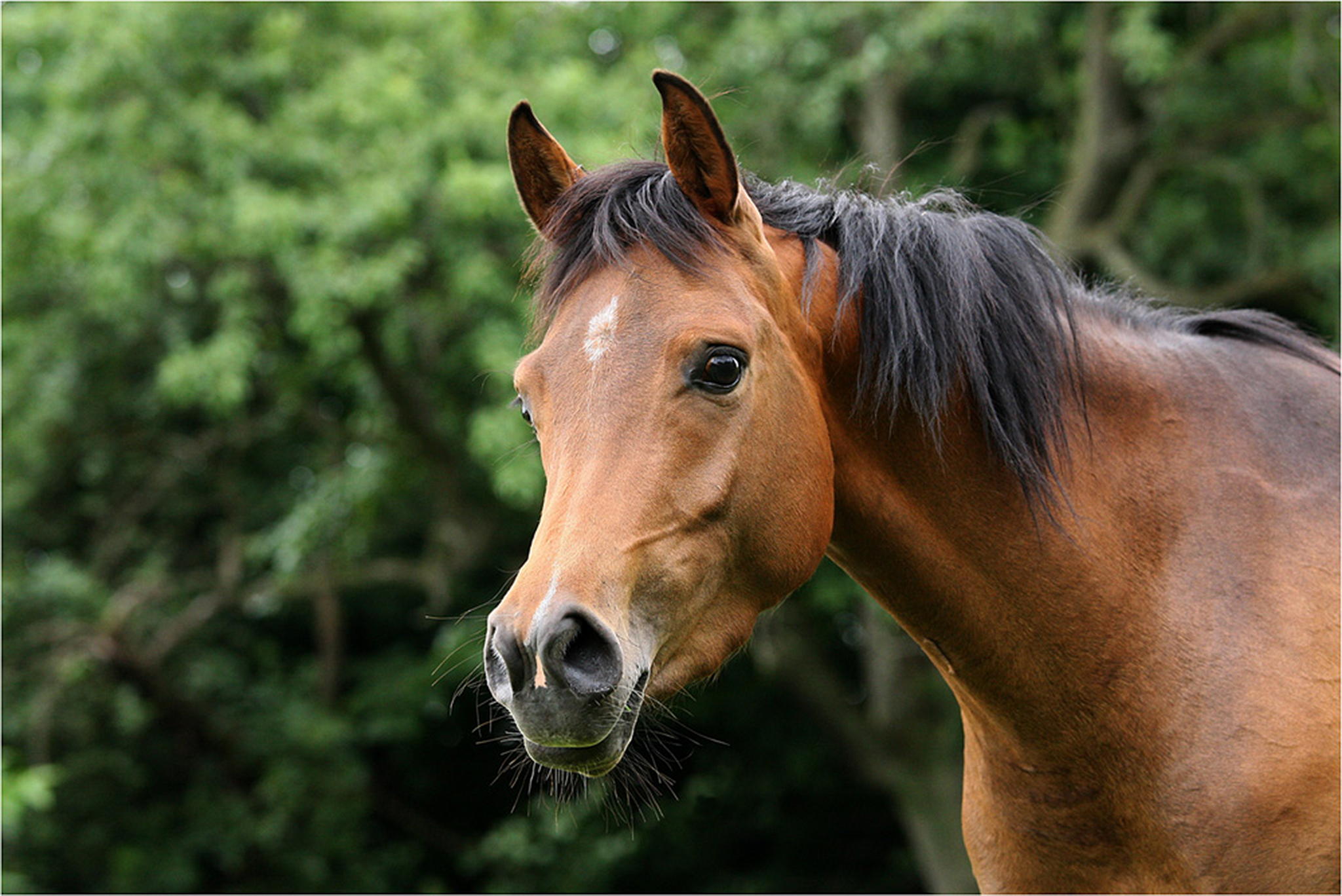 Araberjhrling 04 6000820432 o