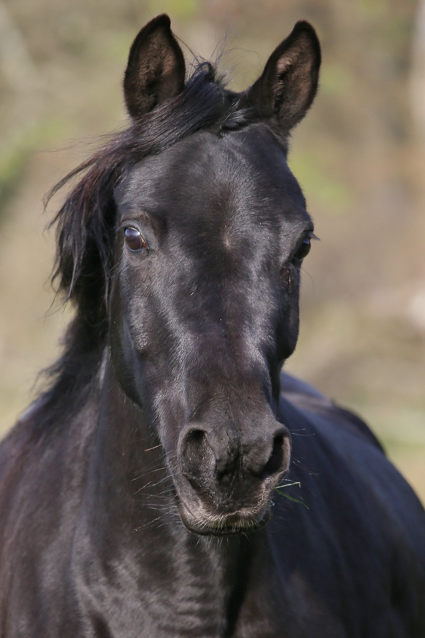 Araberstute 15695464839 o