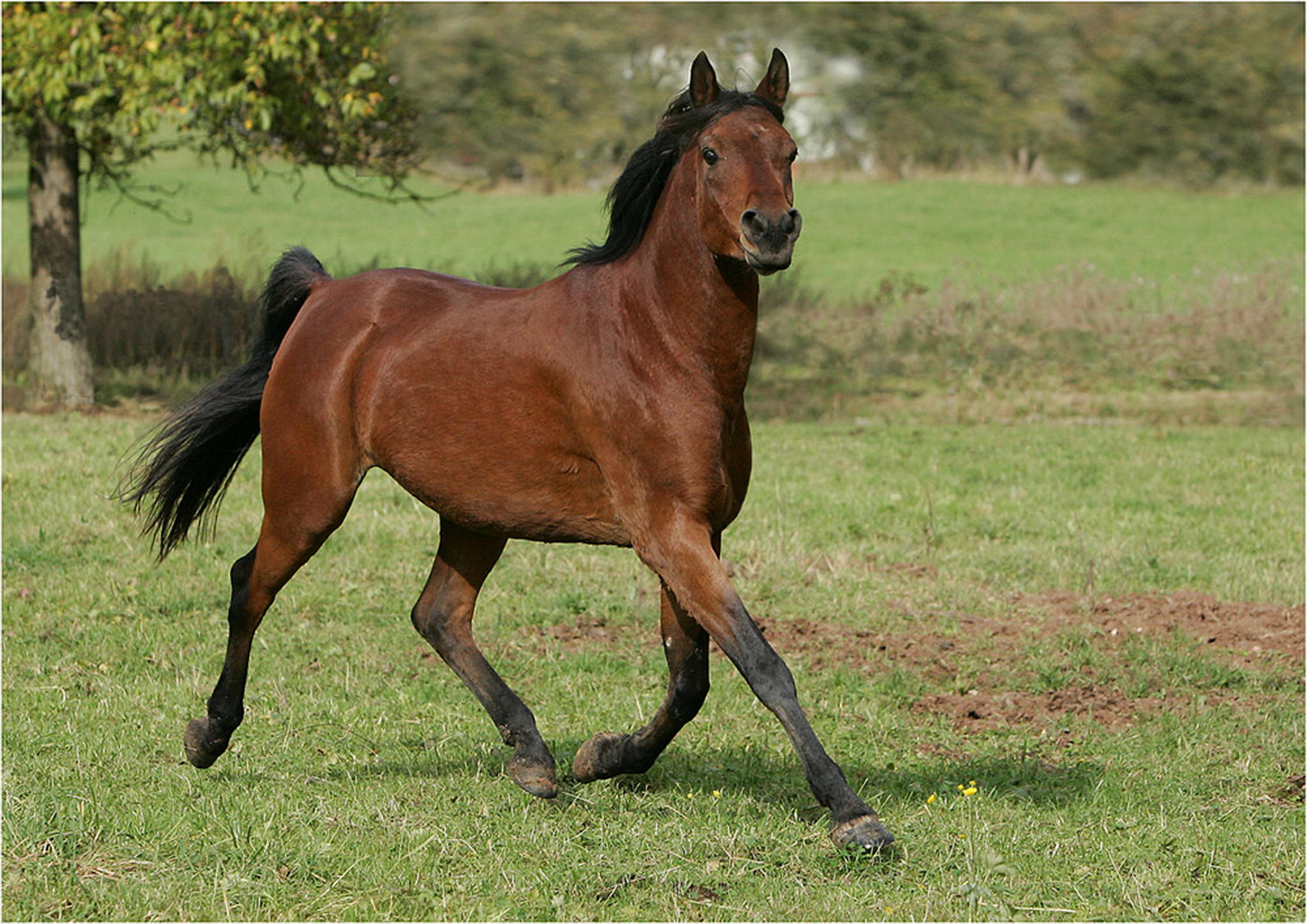 Arabertag 1 6000380983 o