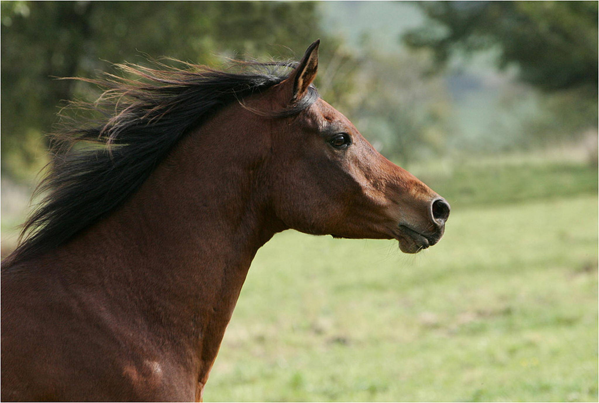 Arabertag 2 6000381099 o